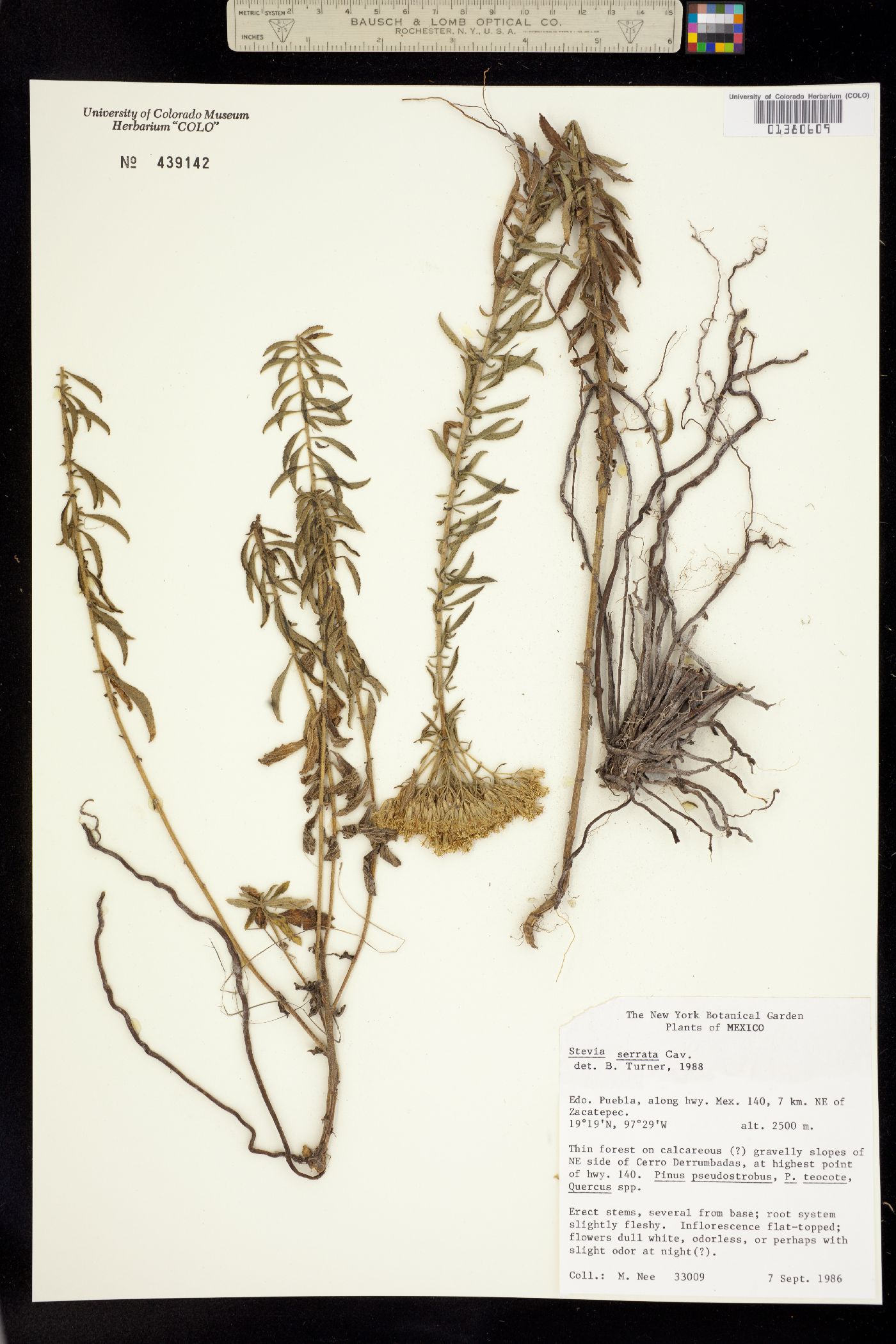 Stevia serrata image