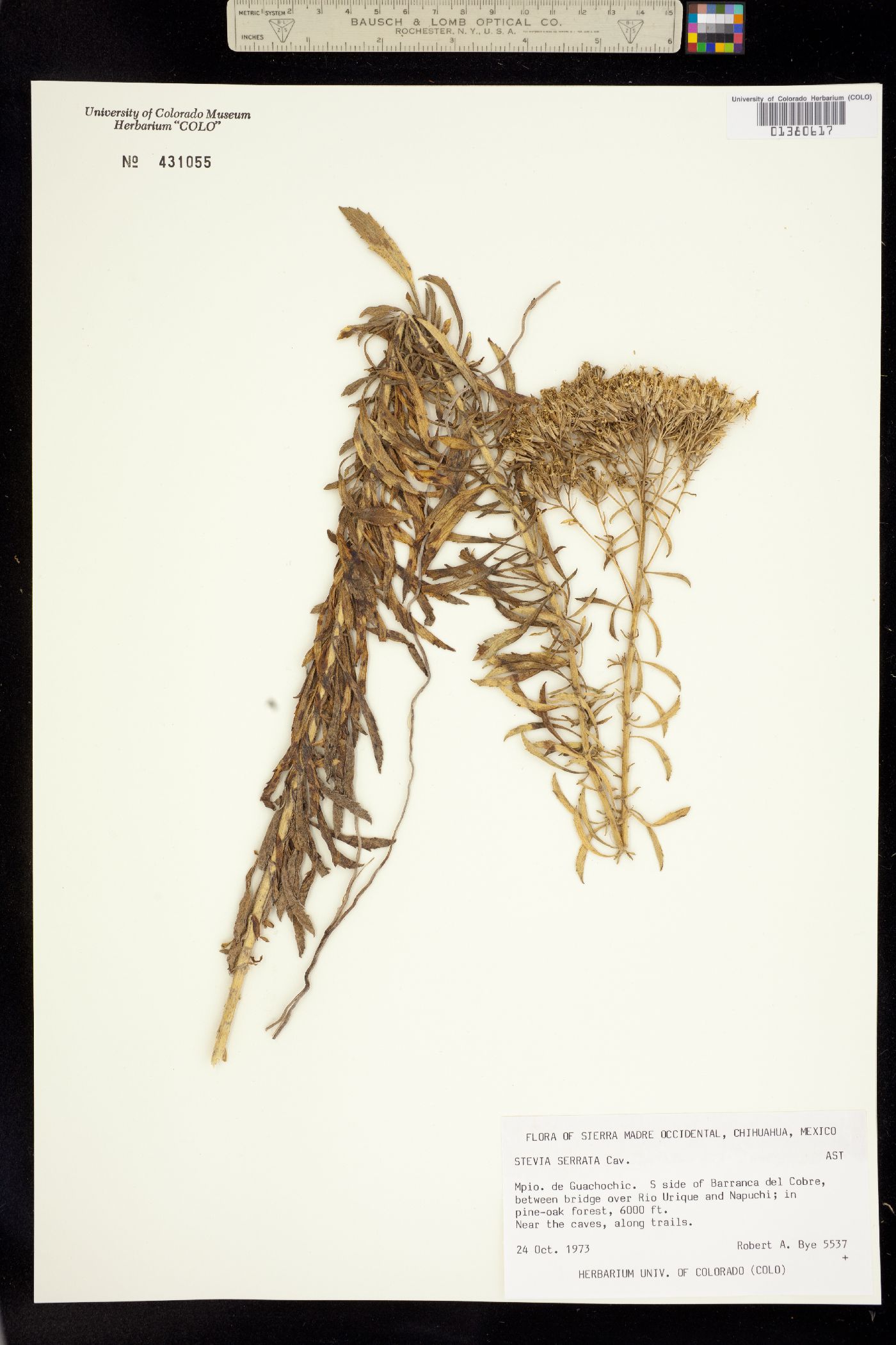 Stevia serrata image