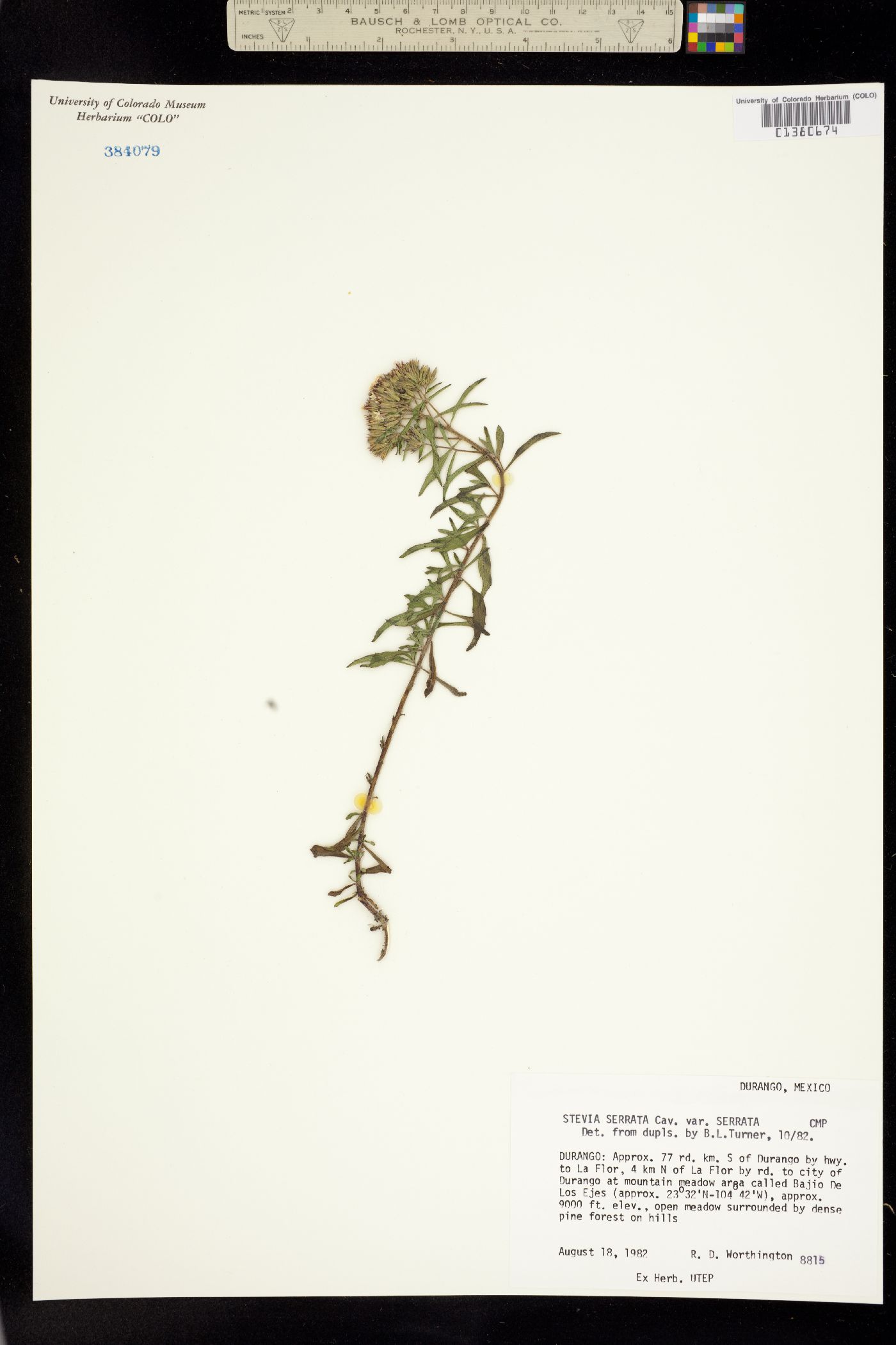 Stevia serrata image
