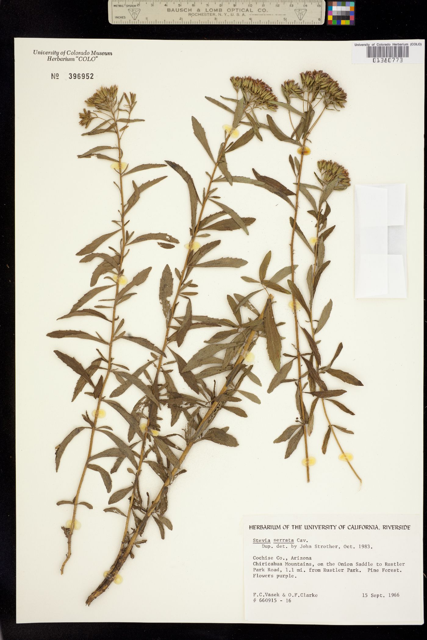 Stevia serrata image