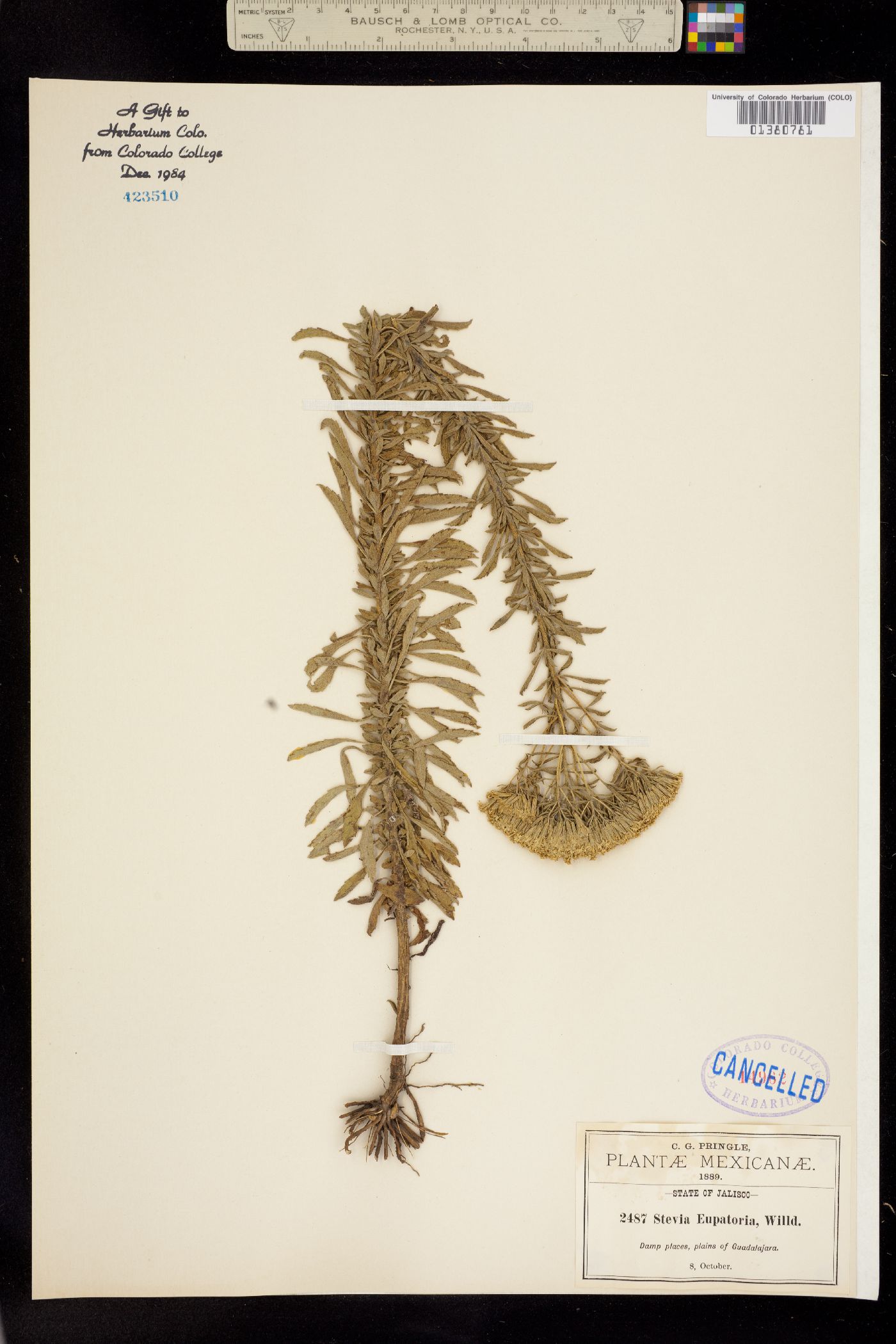 Stevia image
