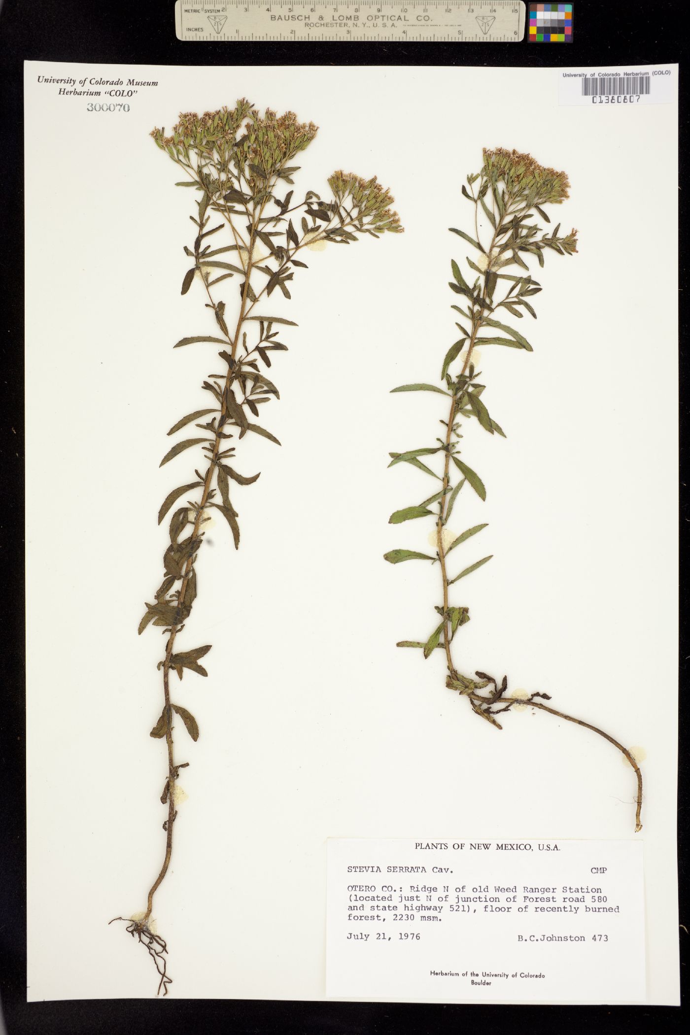Stevia serrata image