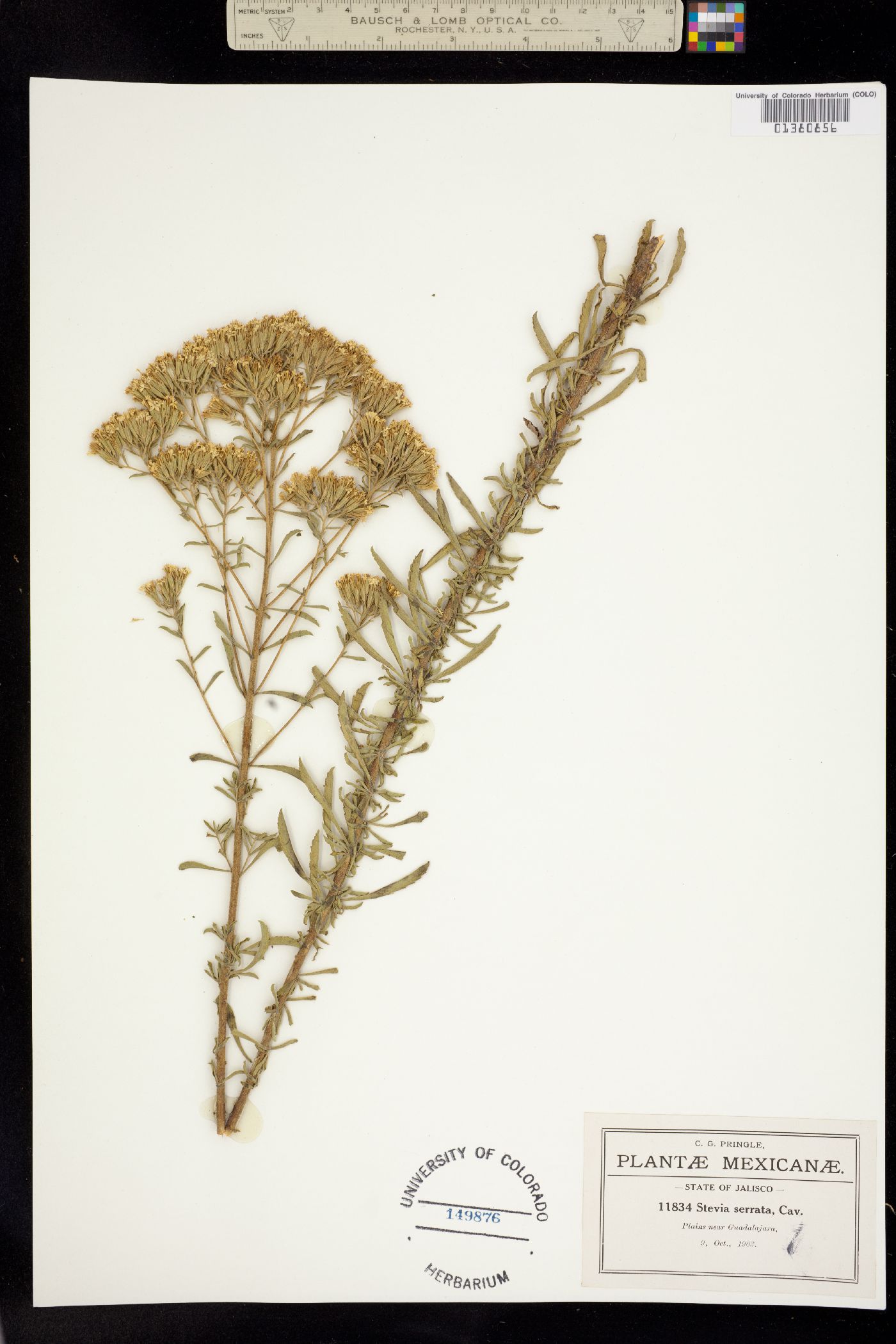 Stevia serrata image