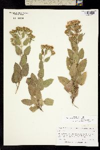 Stevia glandulosa image