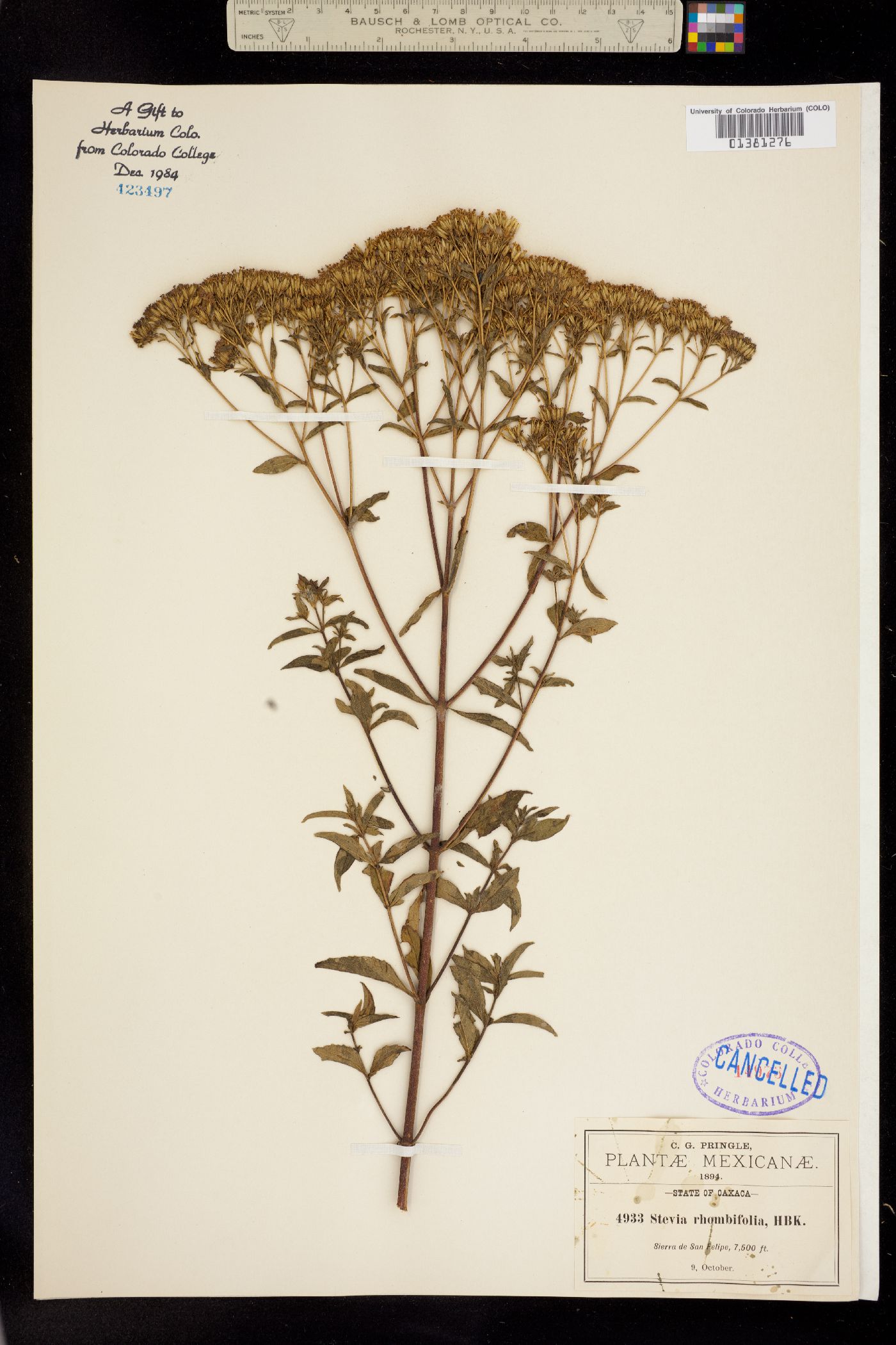 Stevia rhombifolia image