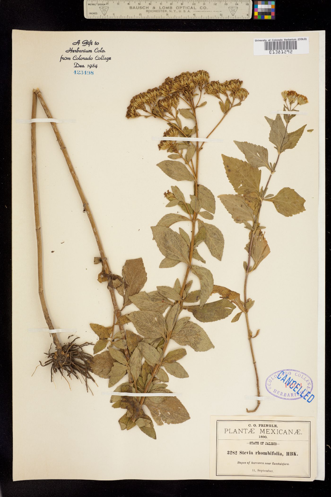 Stevia rhombifolia image