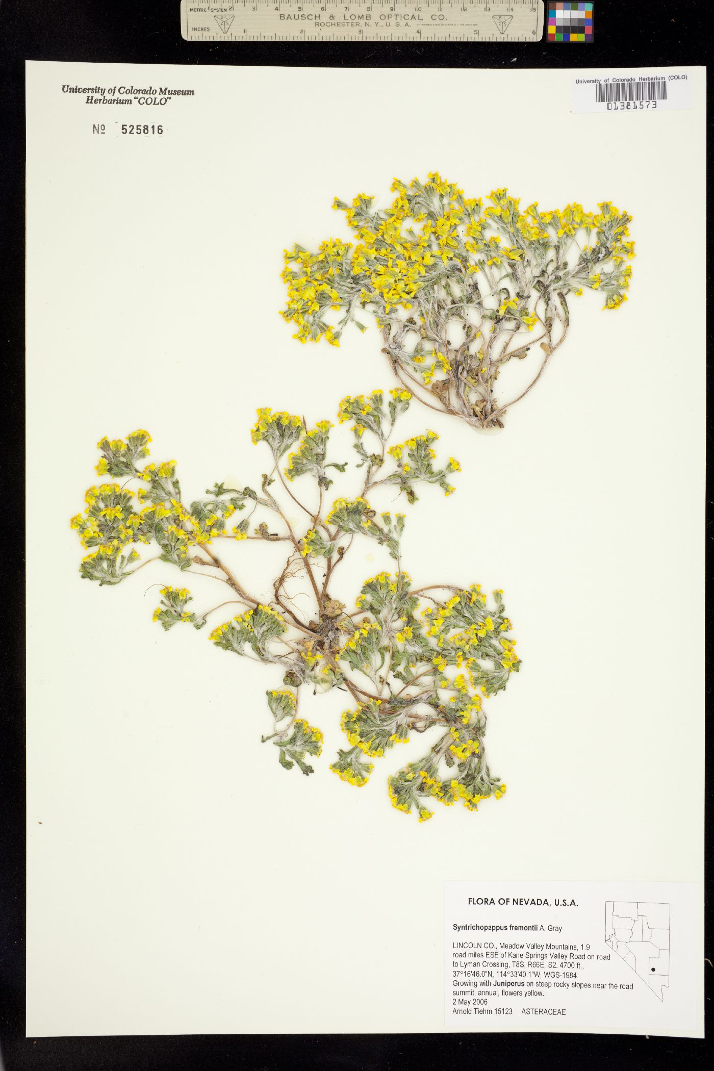 Syntrichopappus fremontii image