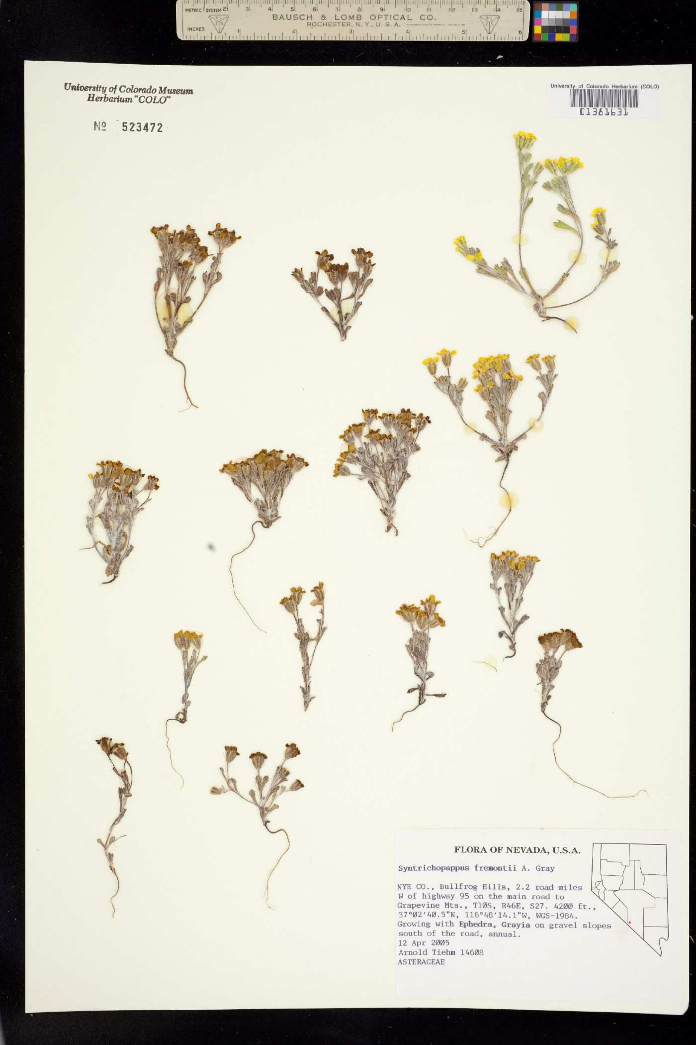 Syntrichopappus image