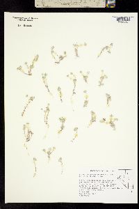 Stylocline psilocarphoides image