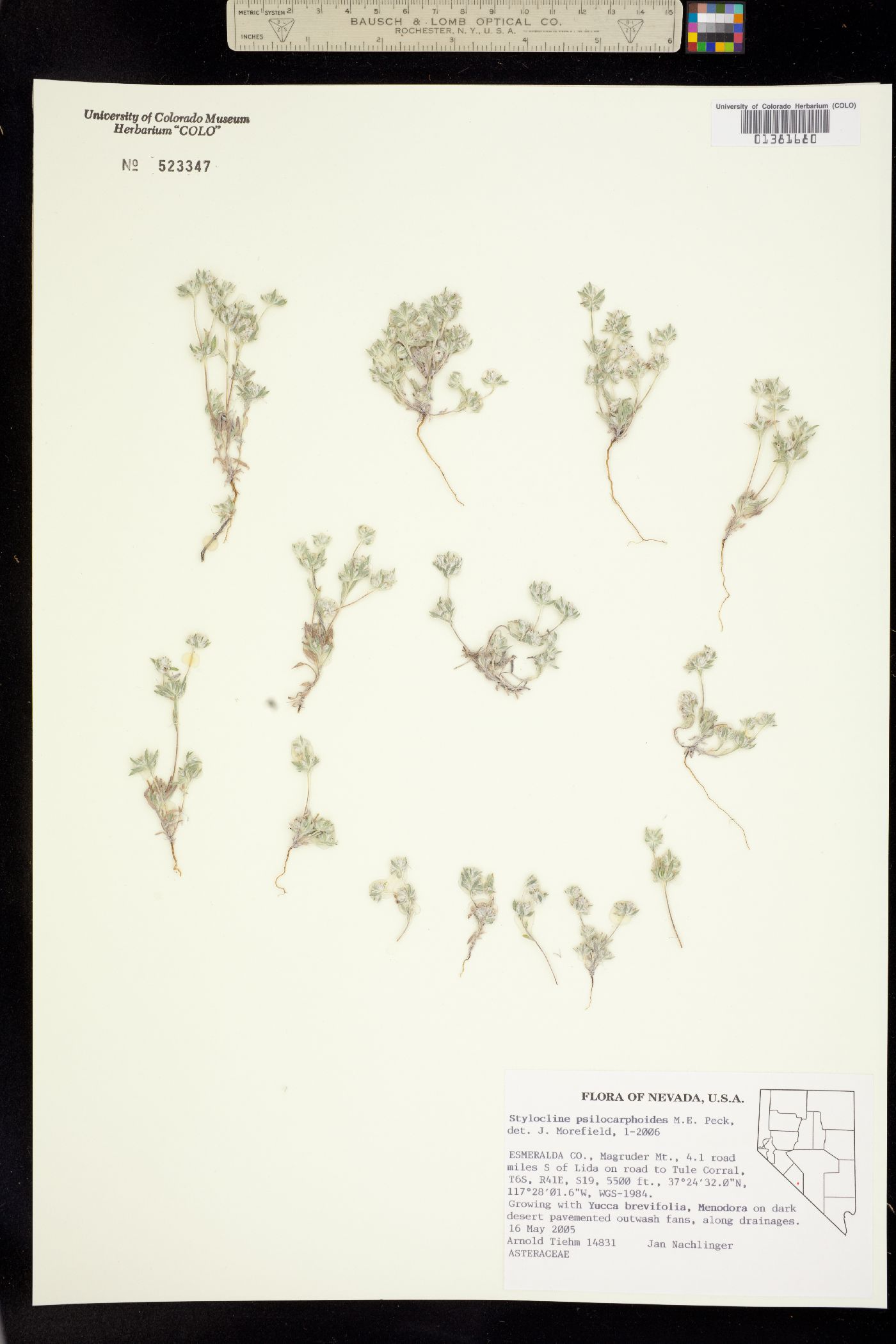 Stylocline psilocarphoides image