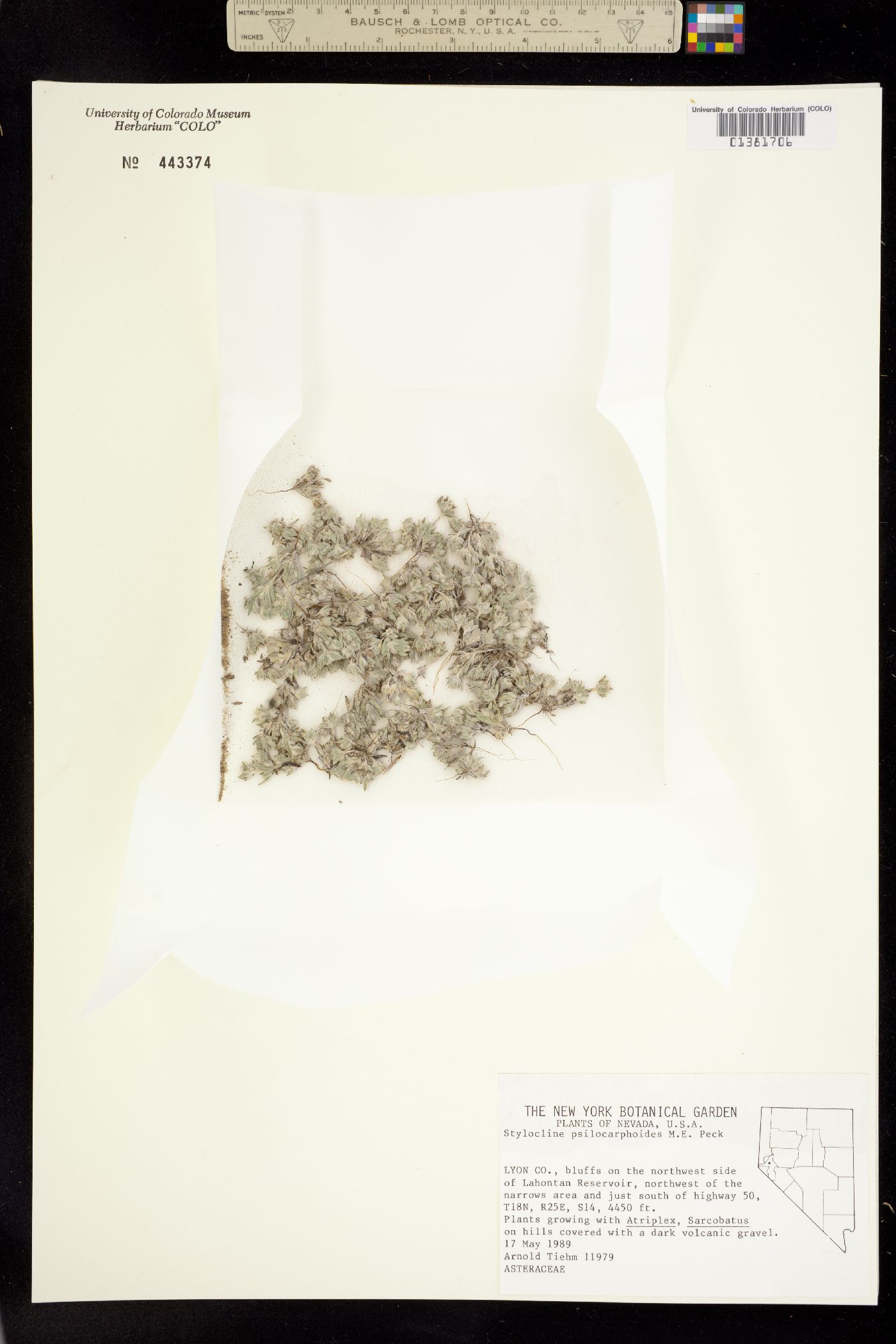 Stylocline psilocarphoides image