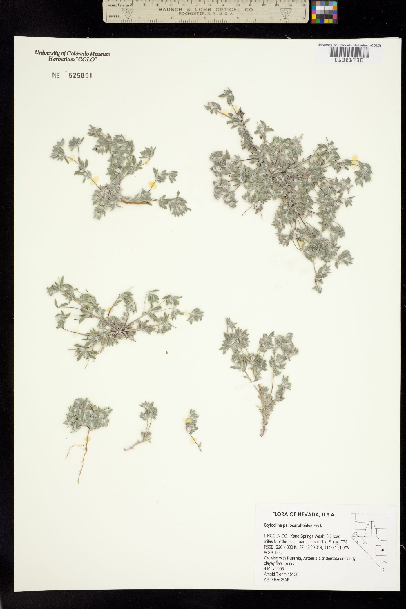 Stylocline psilocarphoides image