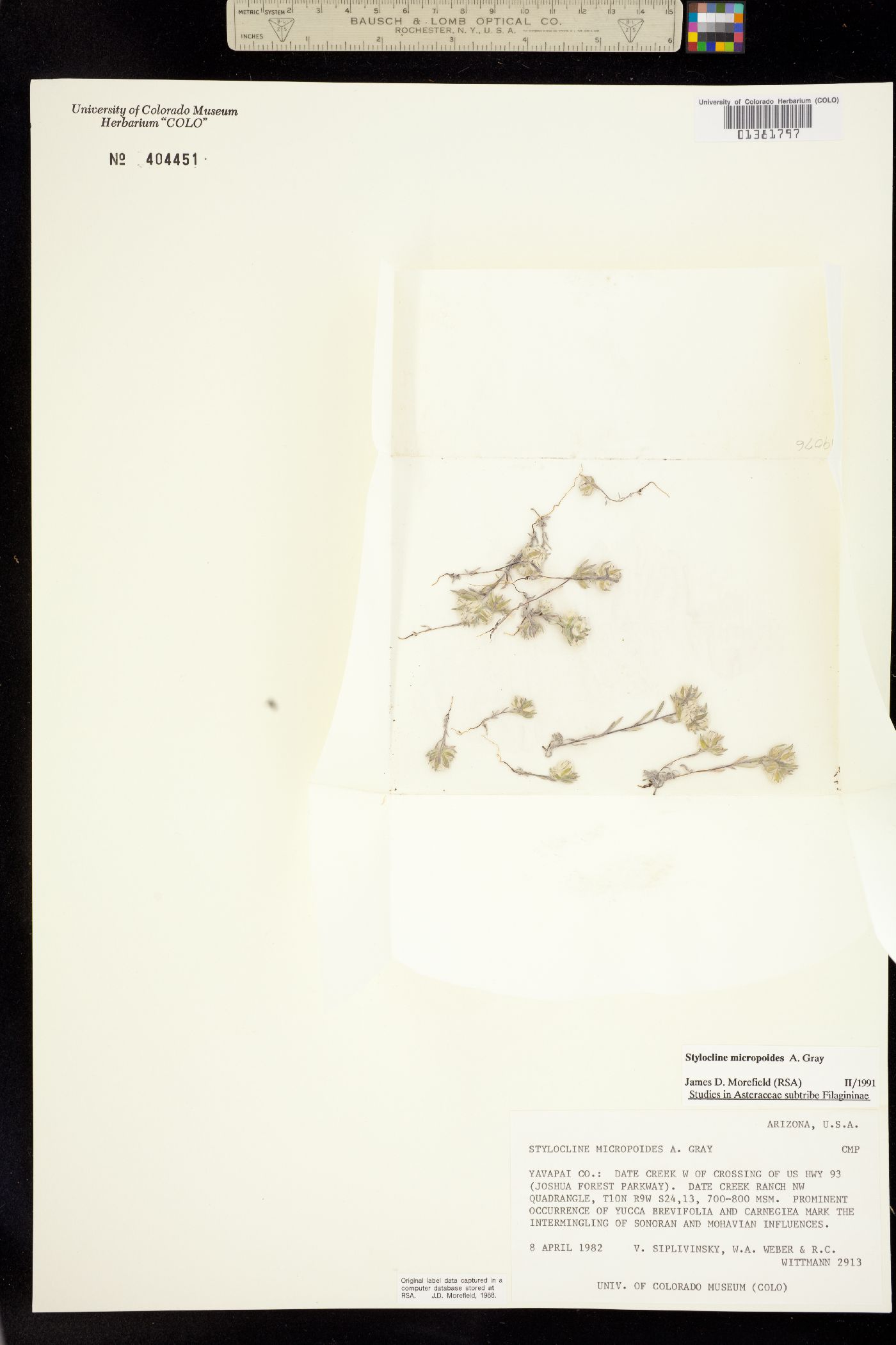 Stylocline micropoides image