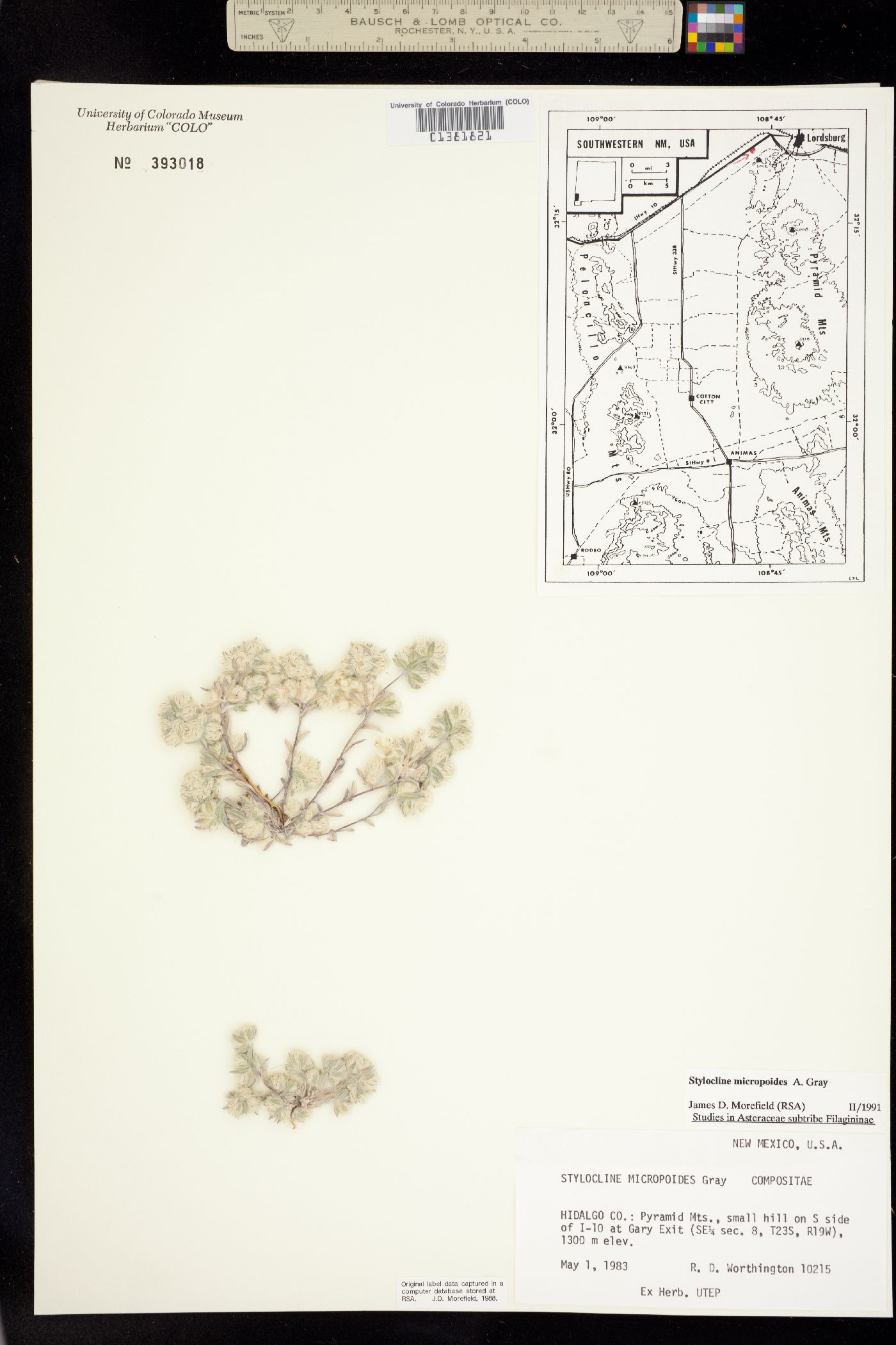 Stylocline micropoides image