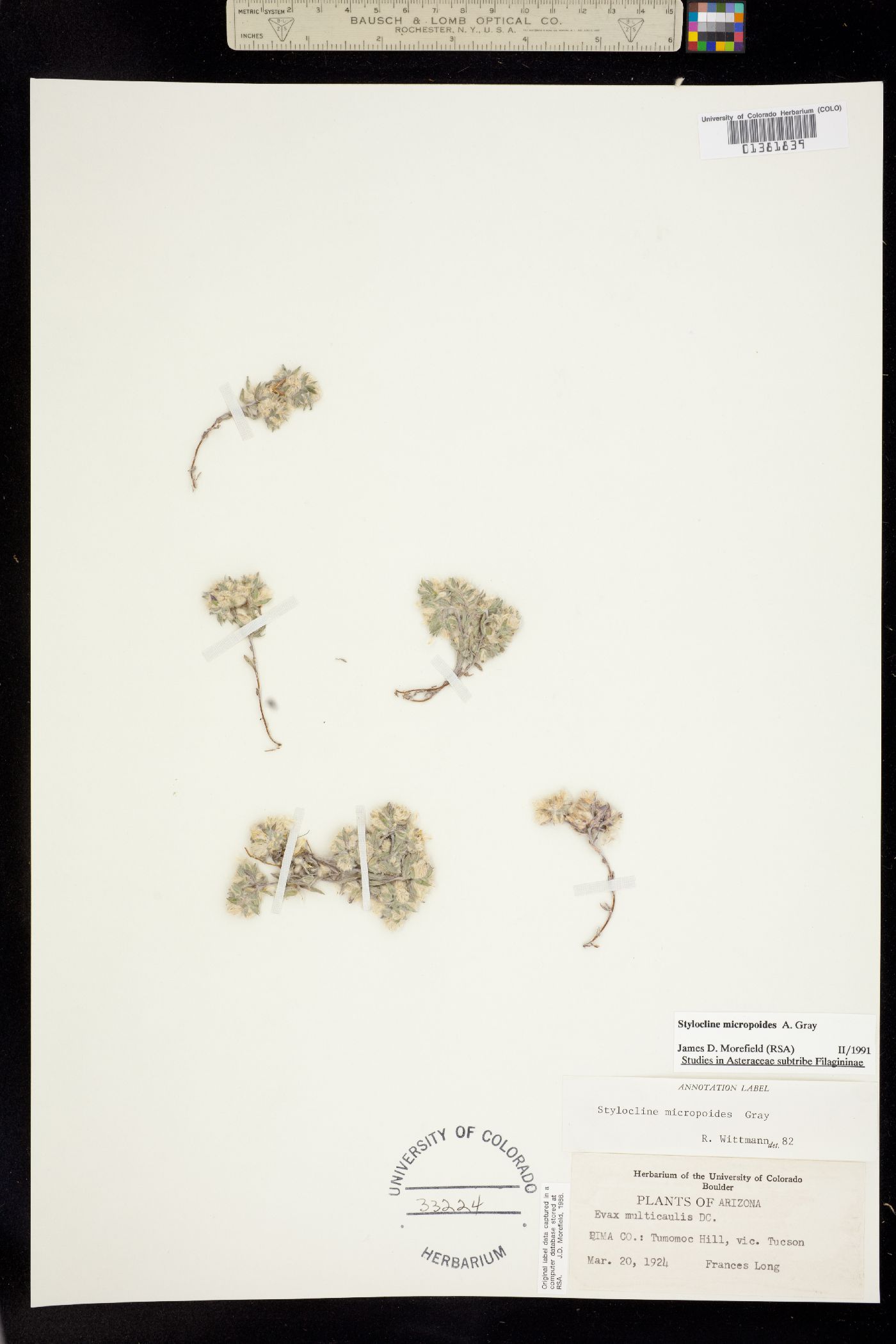 Stylocline micropoides image