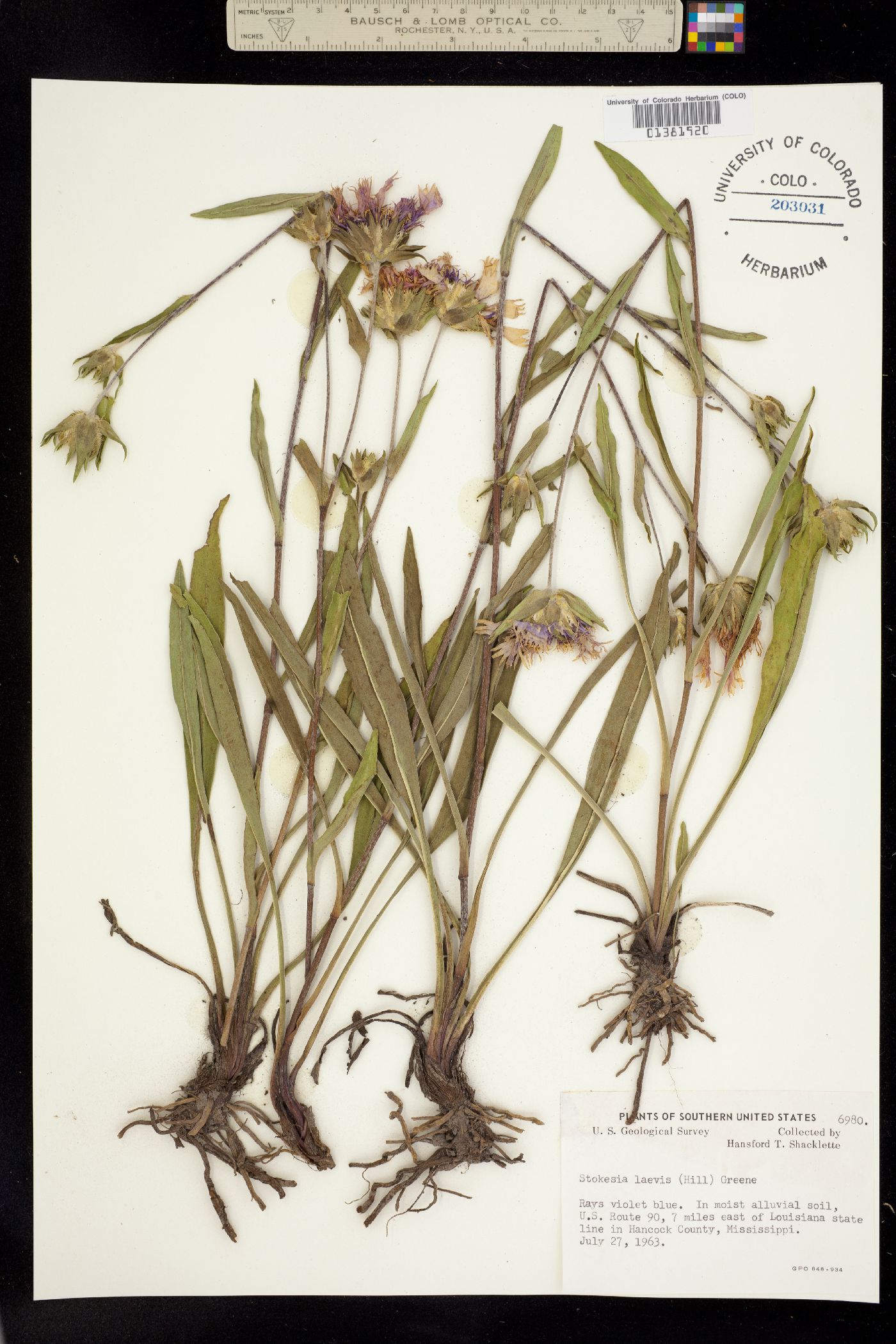 Stokesia laevis image