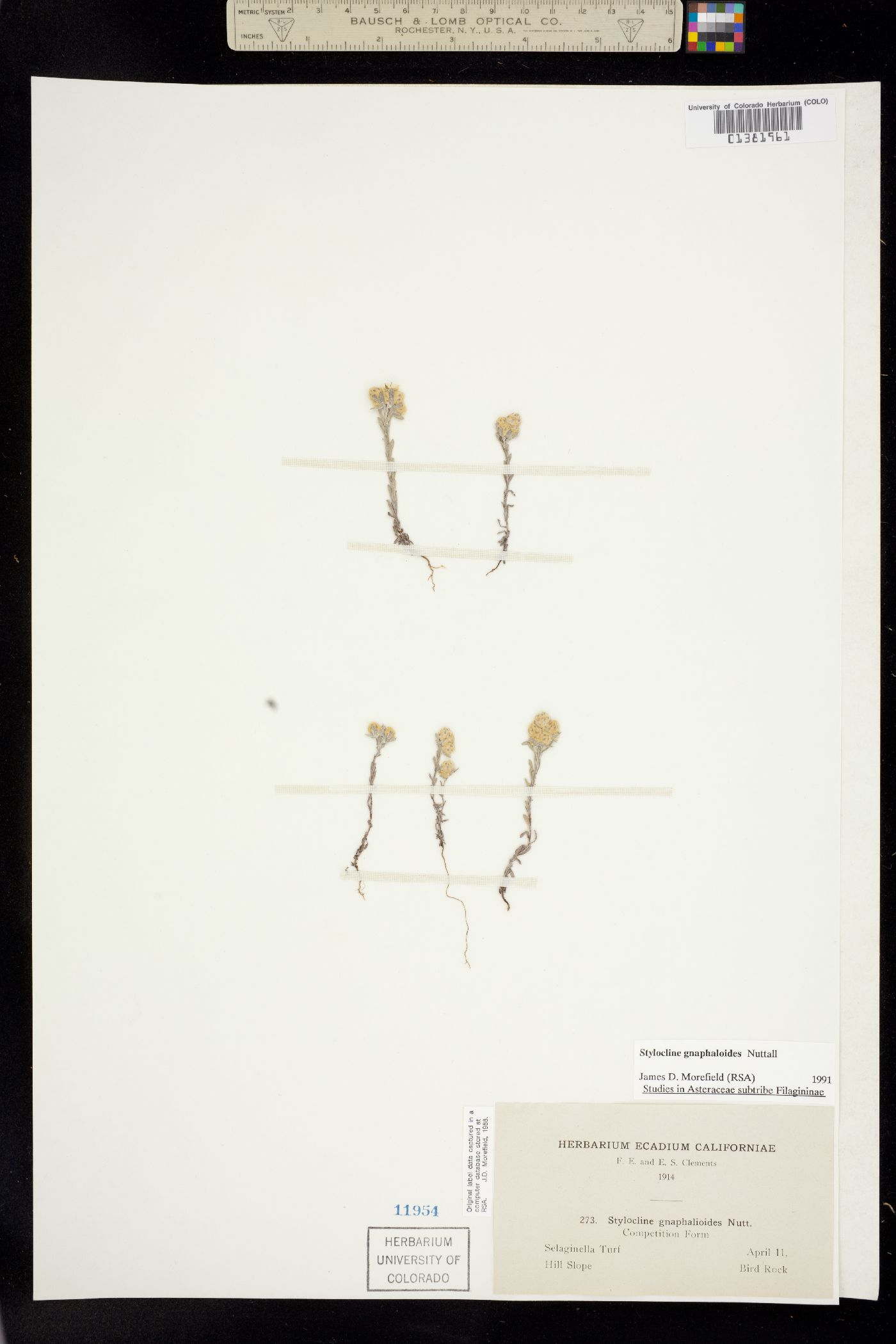 Stylocline gnaphaloides image