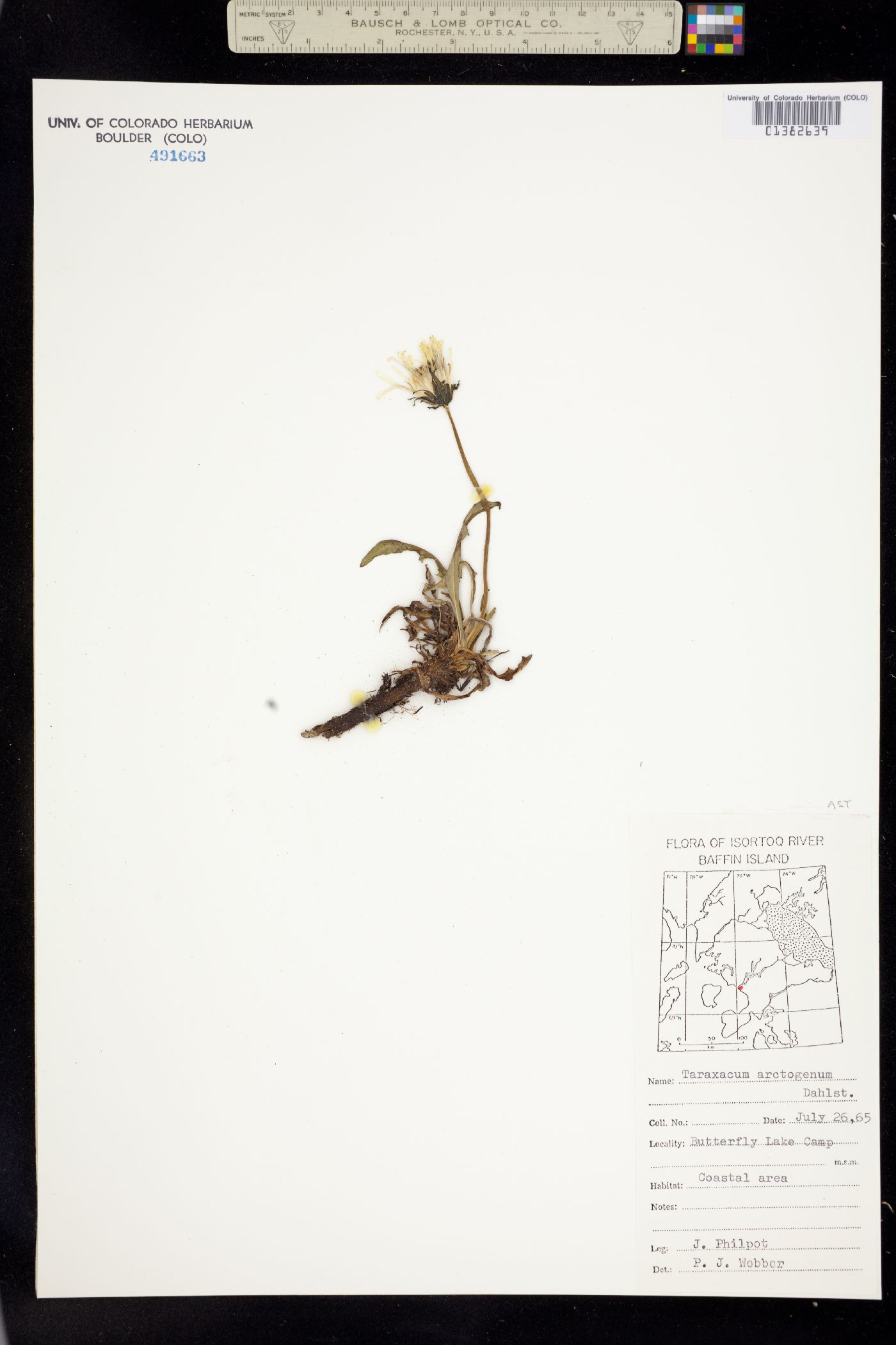 Taraxacum arctogenum image
