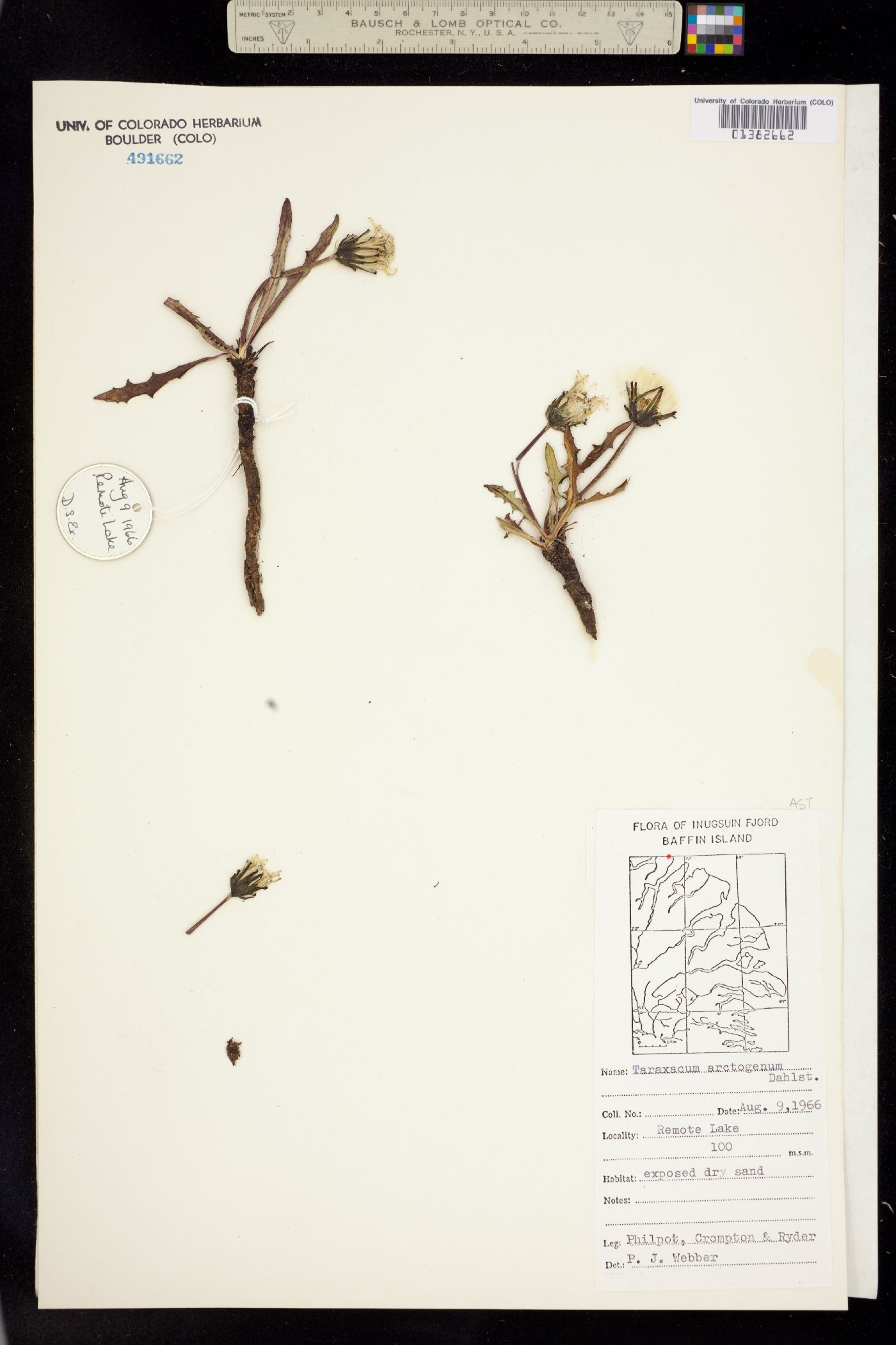 Taraxacum arctogenum image