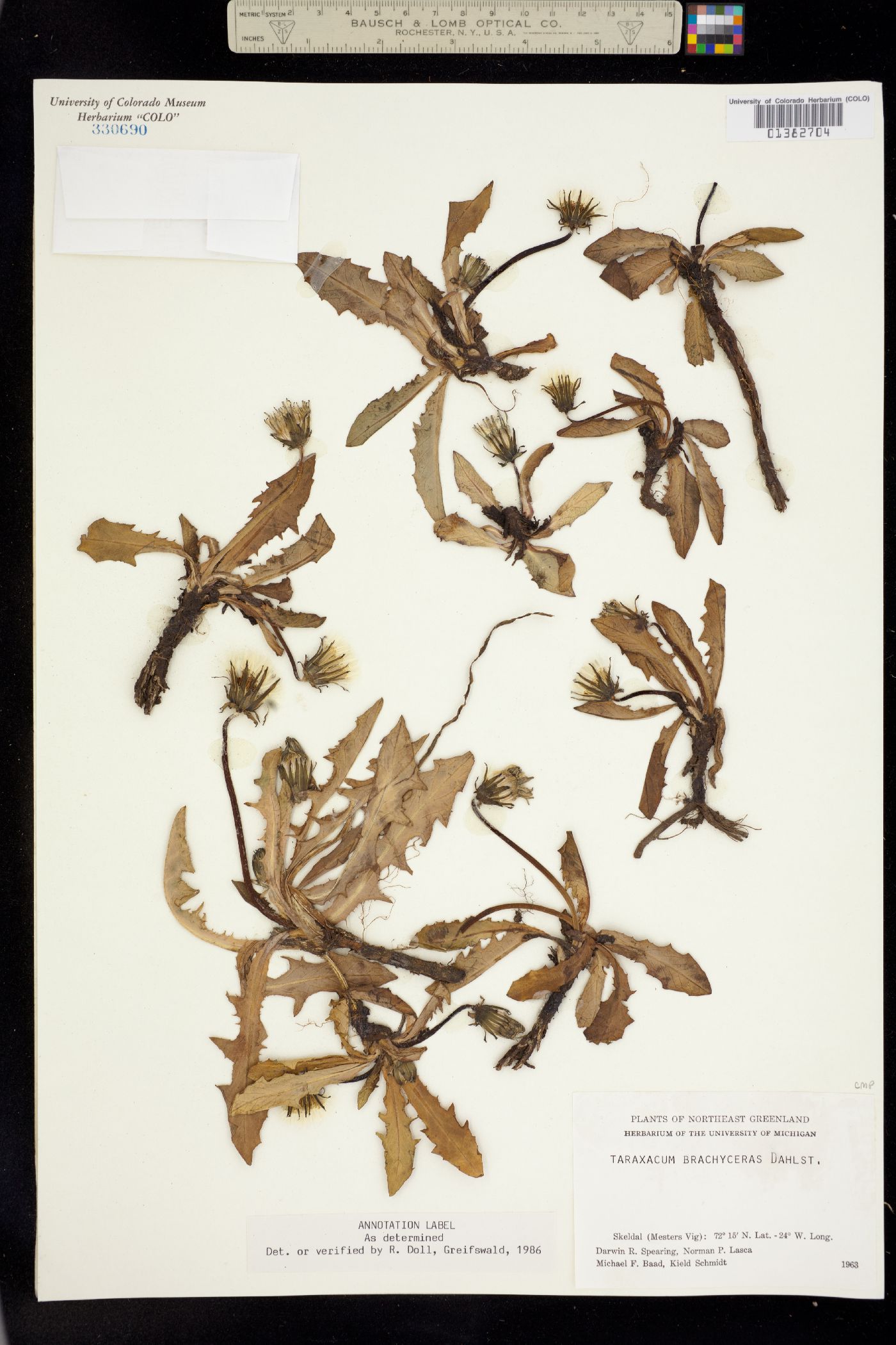 Taraxacum brachyceras image