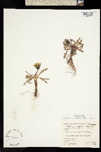 Taraxacum alaskanum image