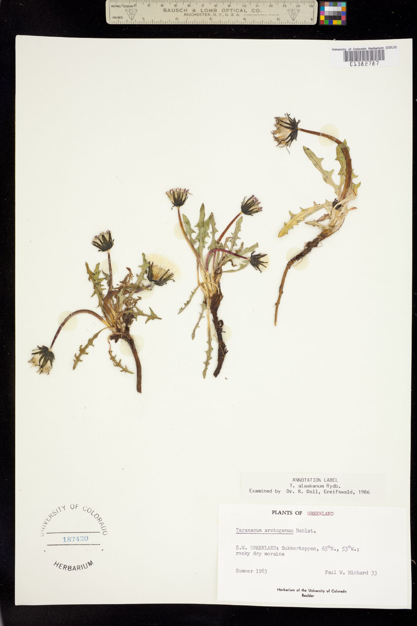 Taraxacum alaskanum image