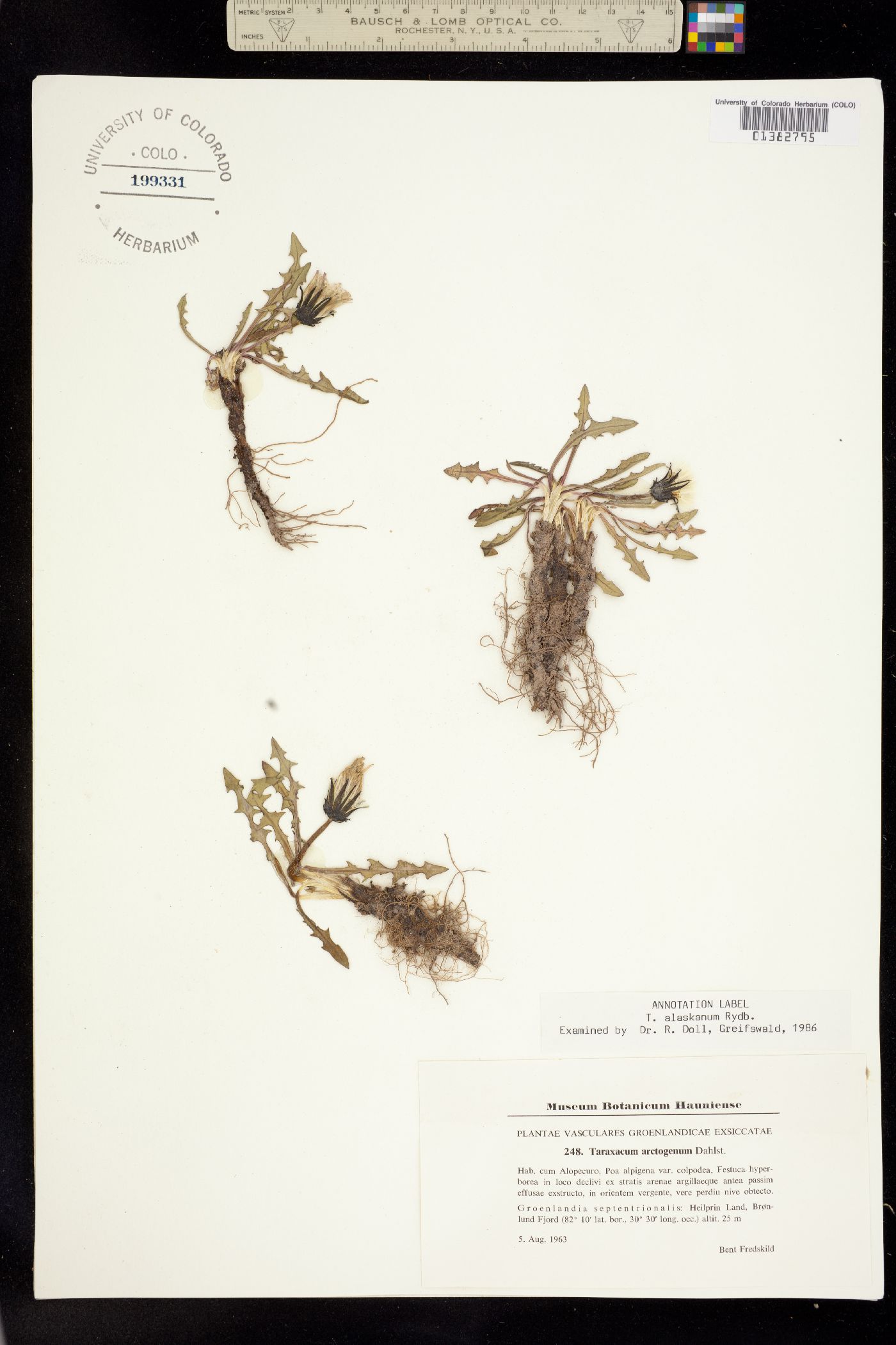 Taraxacum alaskanum image