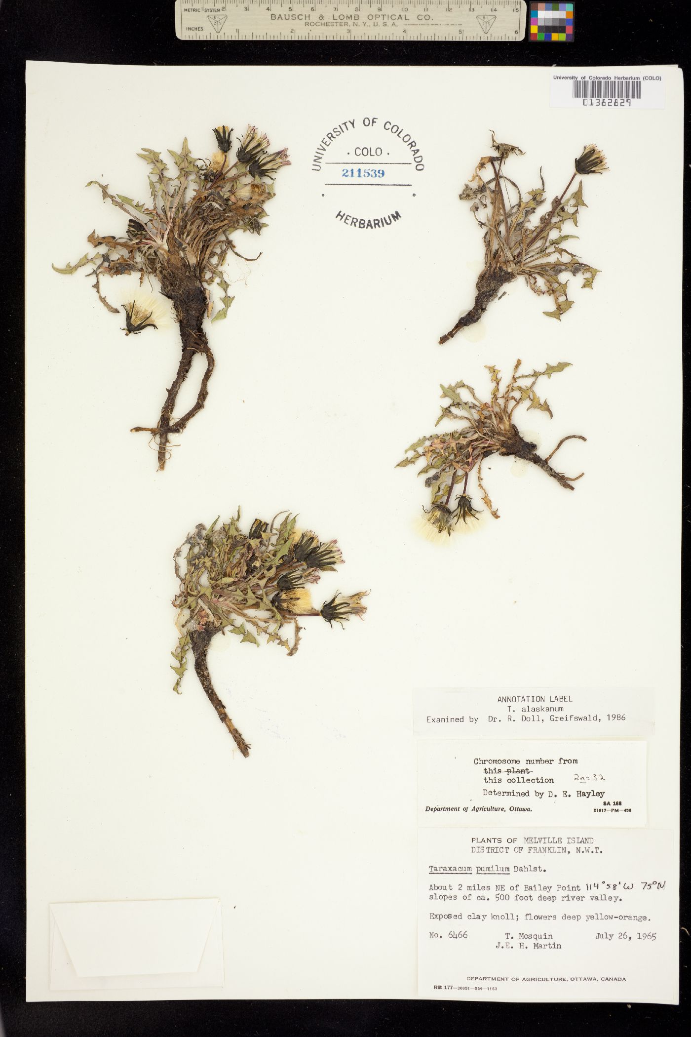 Taraxacum alaskanum image