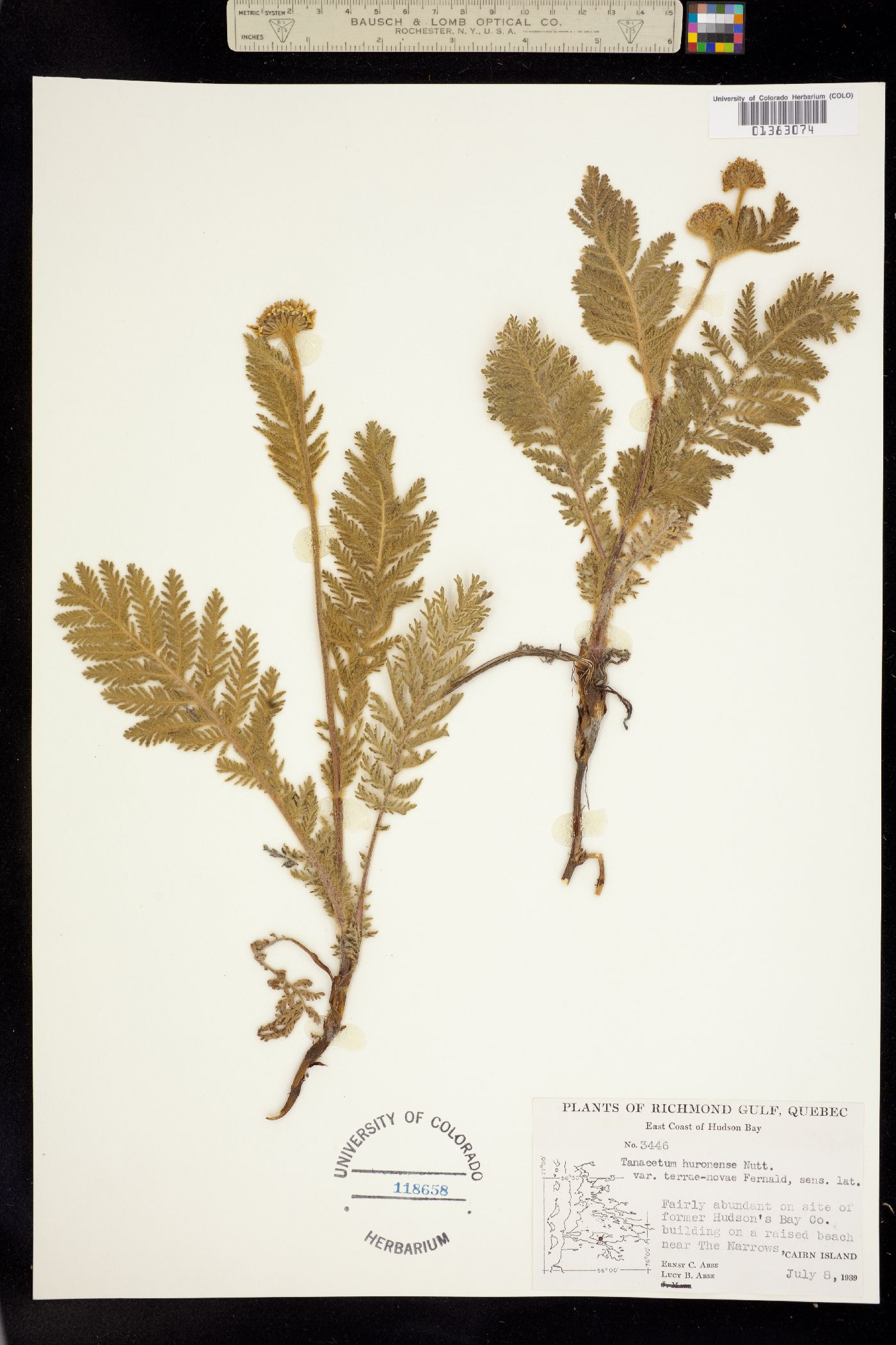 Tanacetum bipinnatum image