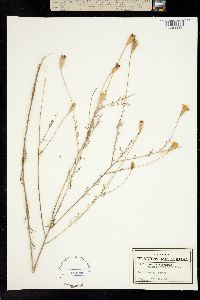 Tagetes stenophylla image