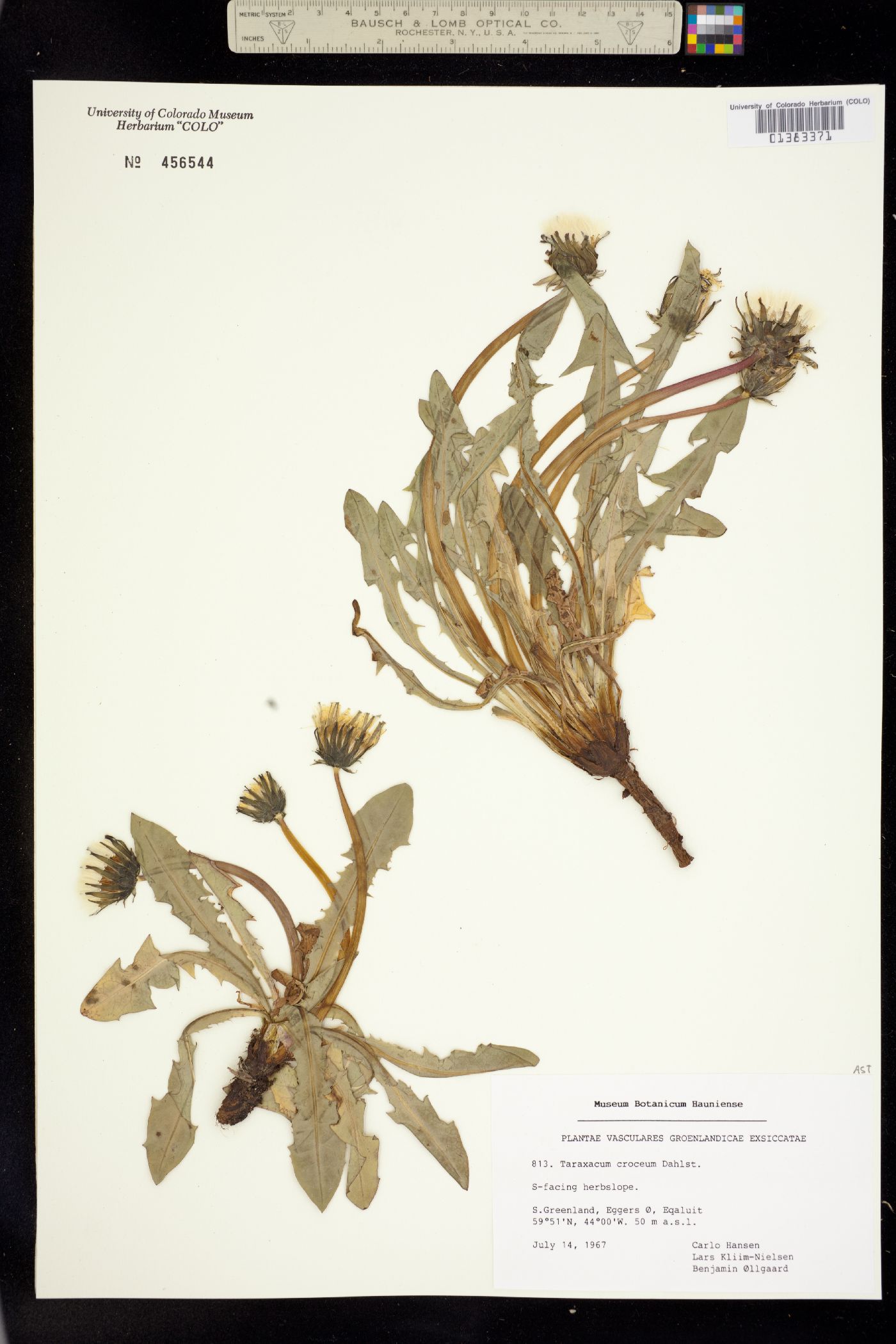 Taraxacum lapponicum image