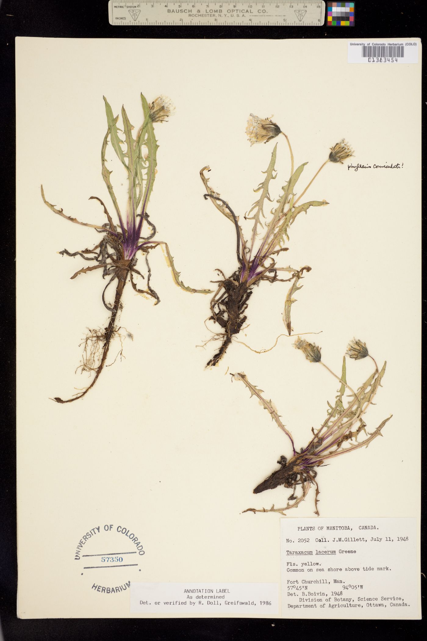 Taraxacum ceratophorum image