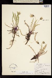 Taraxacum lacerum image