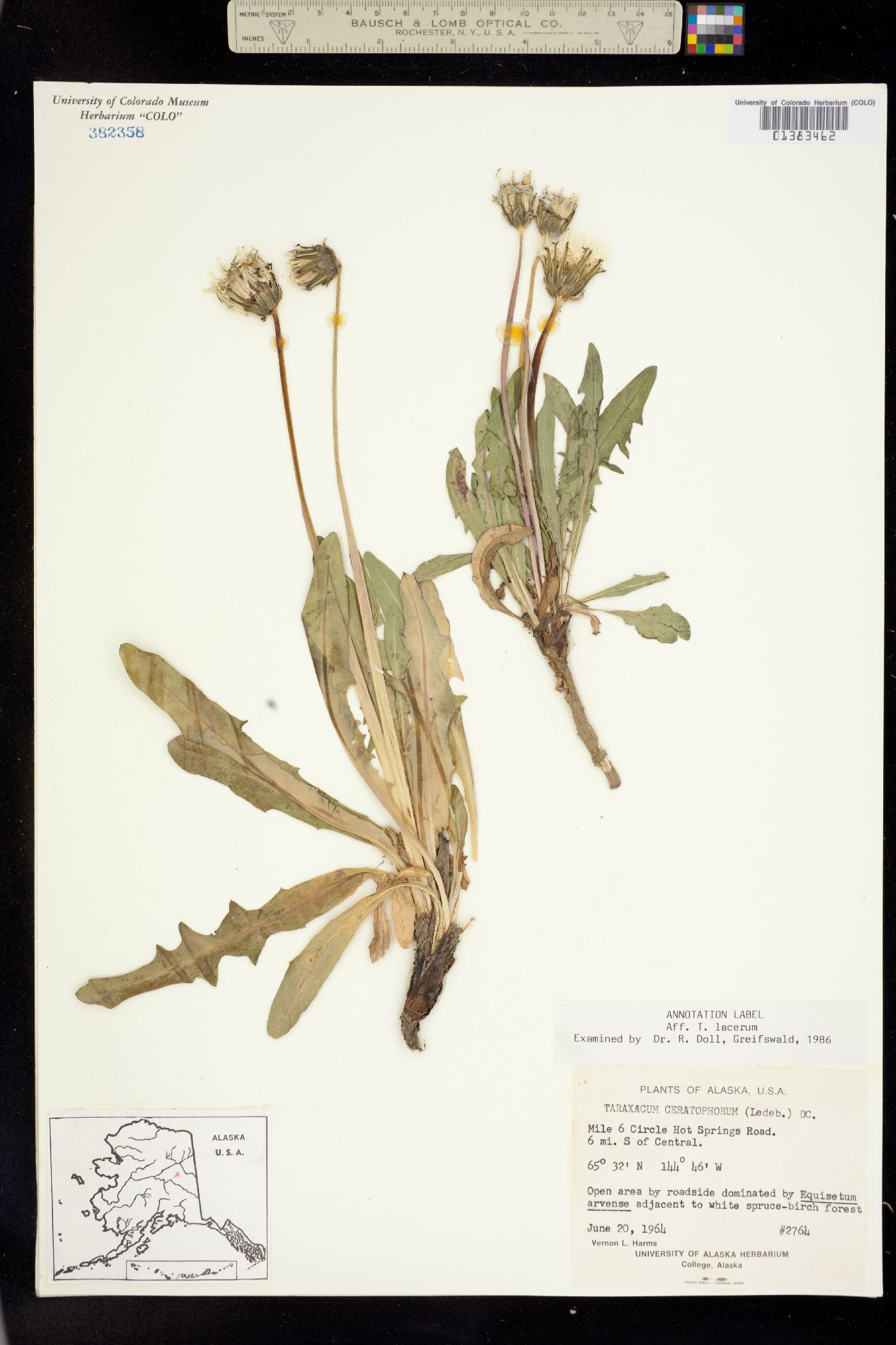 Taraxacum ceratophorum image