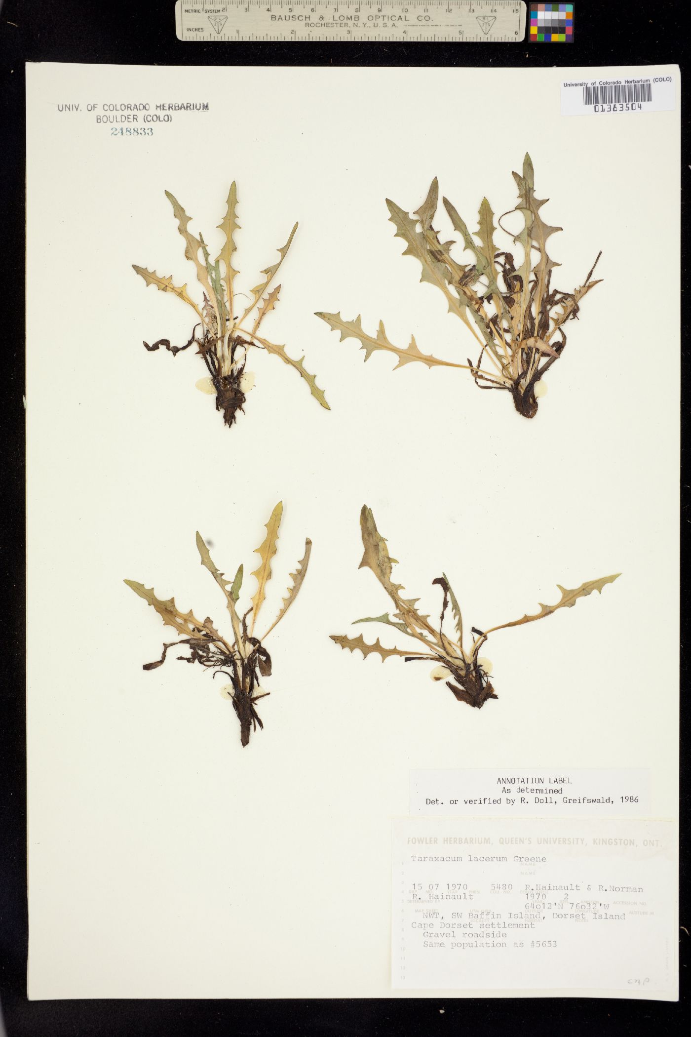 Taraxacum ceratophorum image