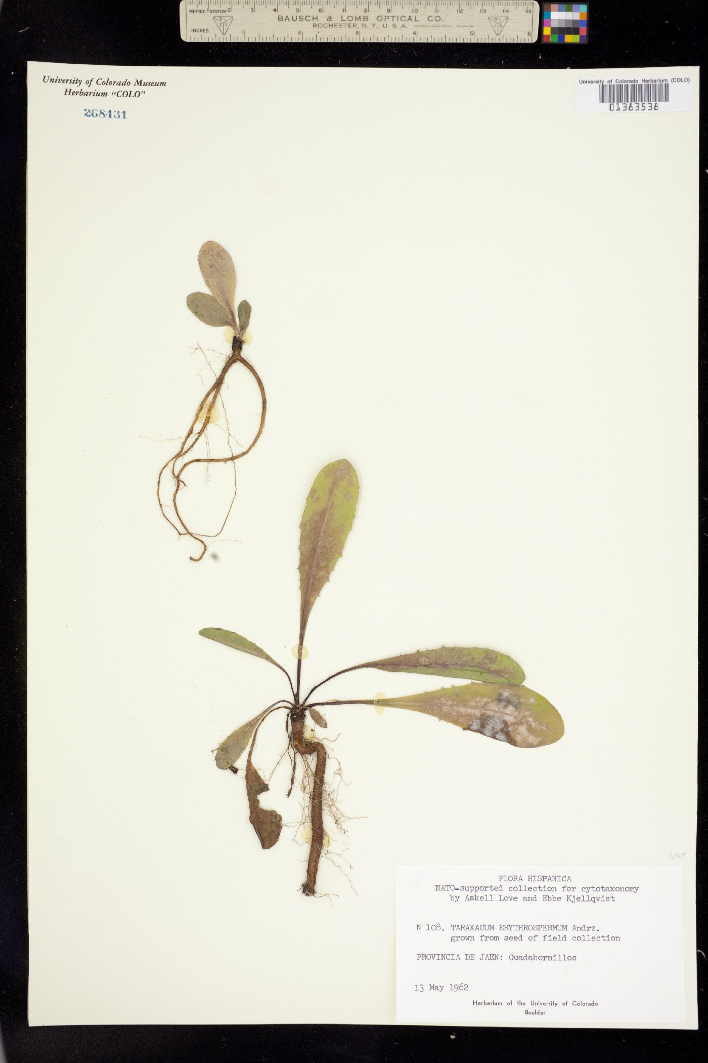 Taraxacum erythrospermum image