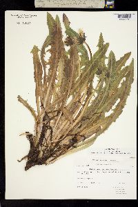Taraxacum lapponicum image