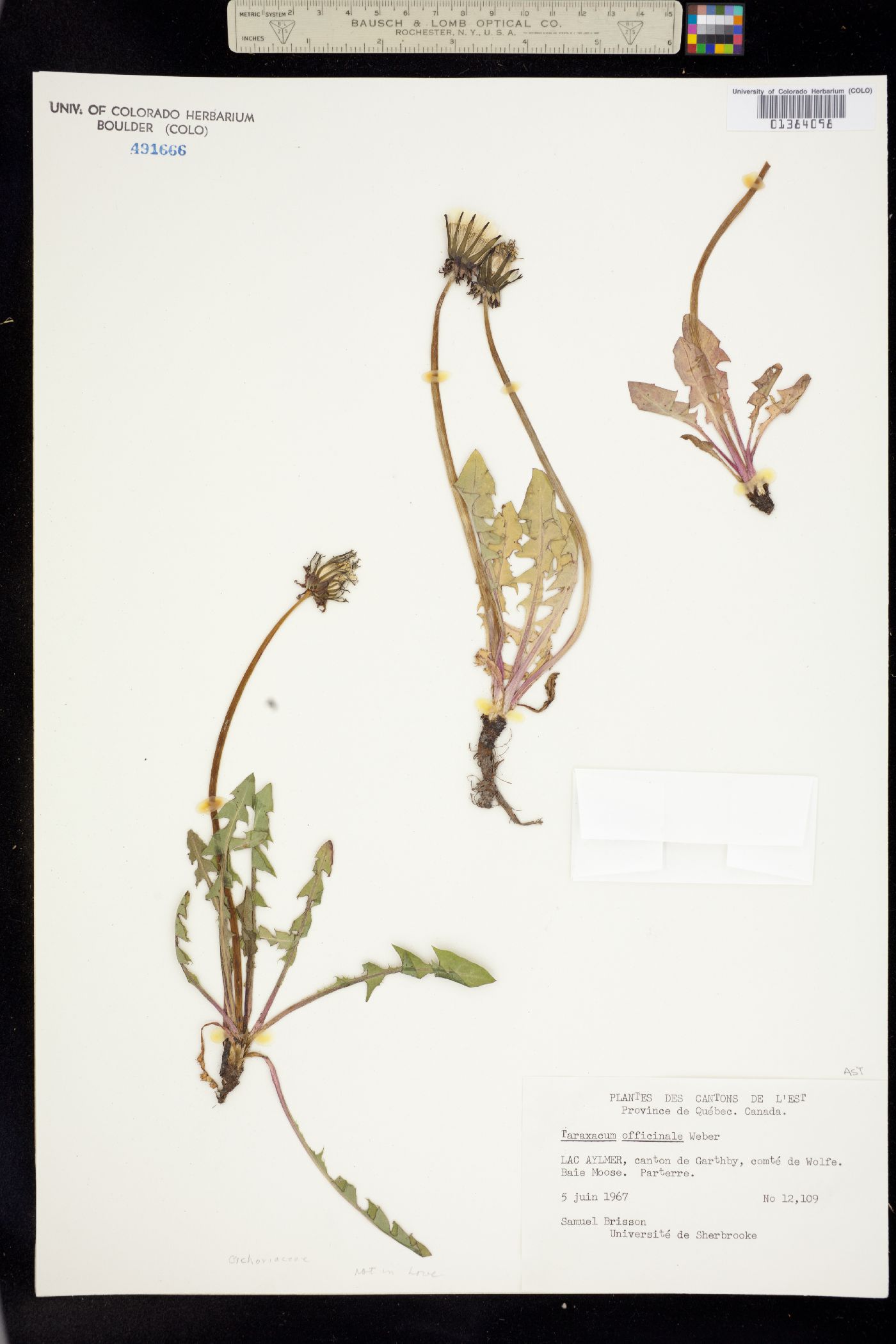 Taraxacum officinale image