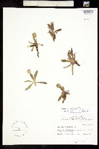 Taraxacum eriophorum image