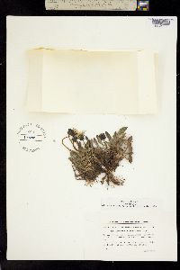 Taraxacum phymatocarpum image