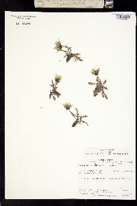 Taraxacum phymatocarpum image