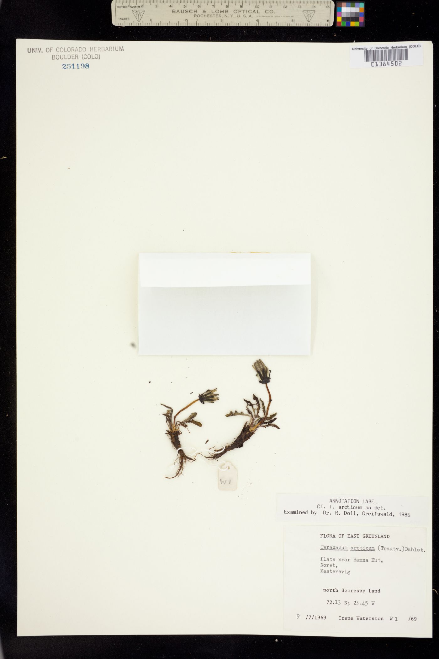 Taraxacum arcticum image