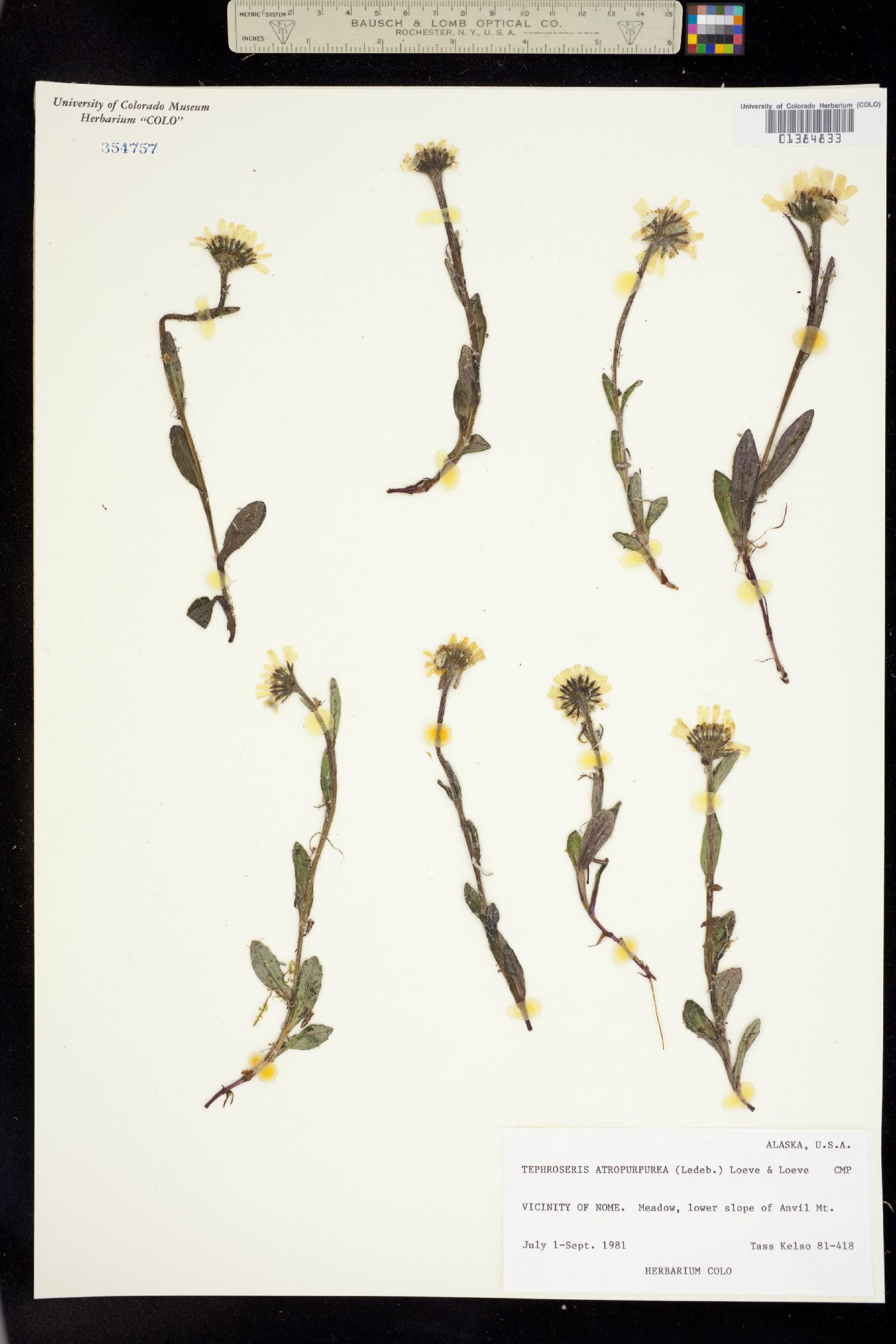 Berylsimpsonia vanillosma image