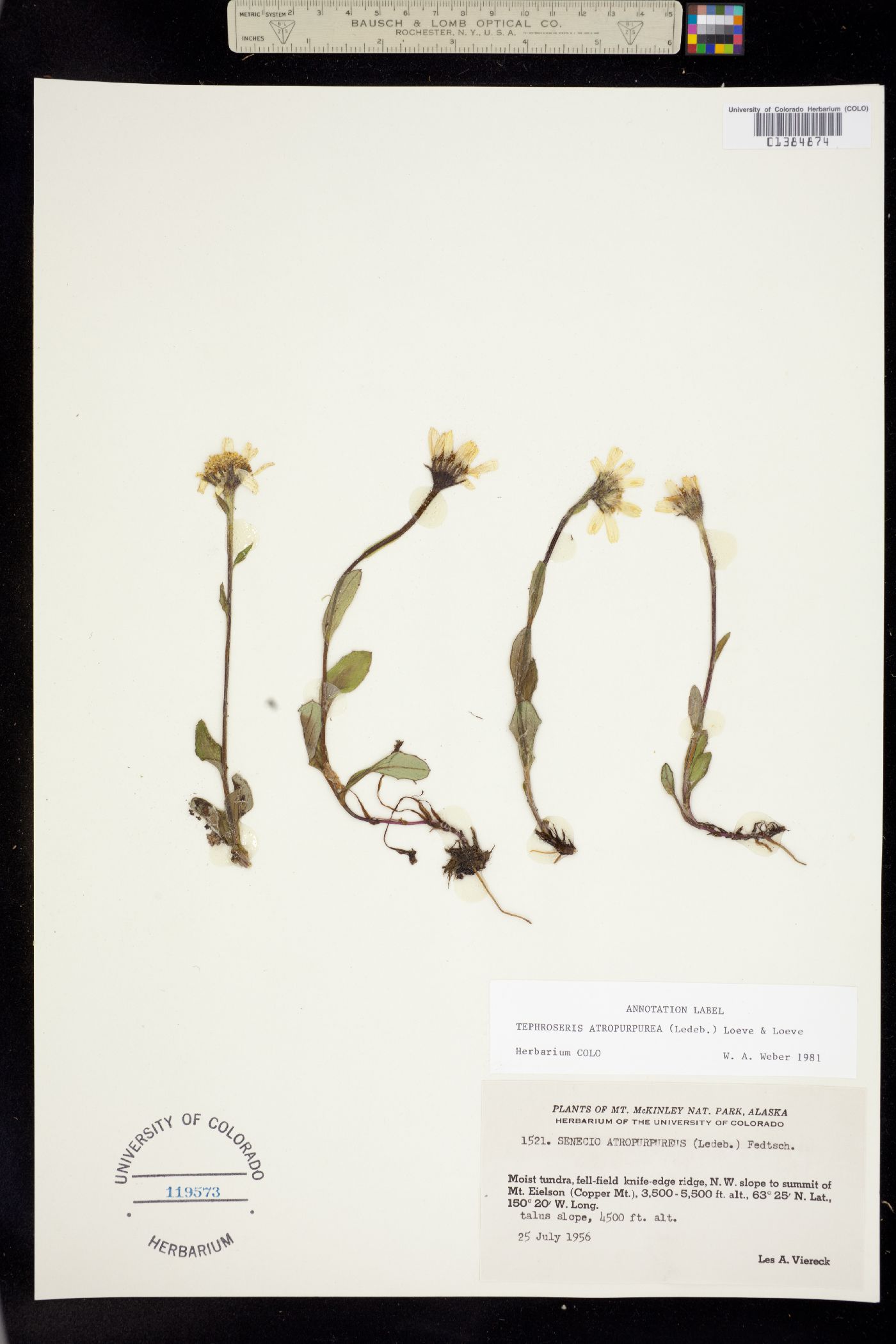 Berylsimpsonia image