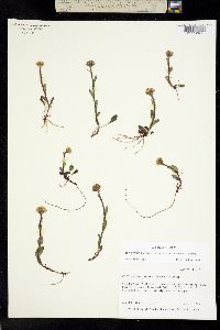 Berylsimpsonia vanillosma image