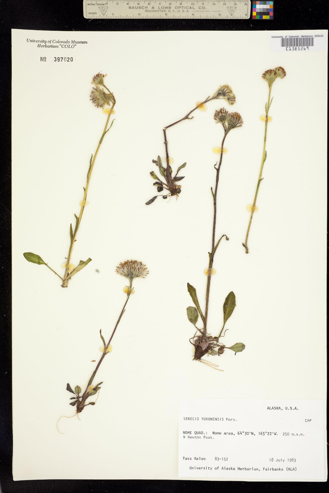 Tephroseris yukonensis image