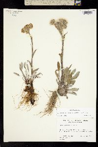 Tephroseris yukonensis image