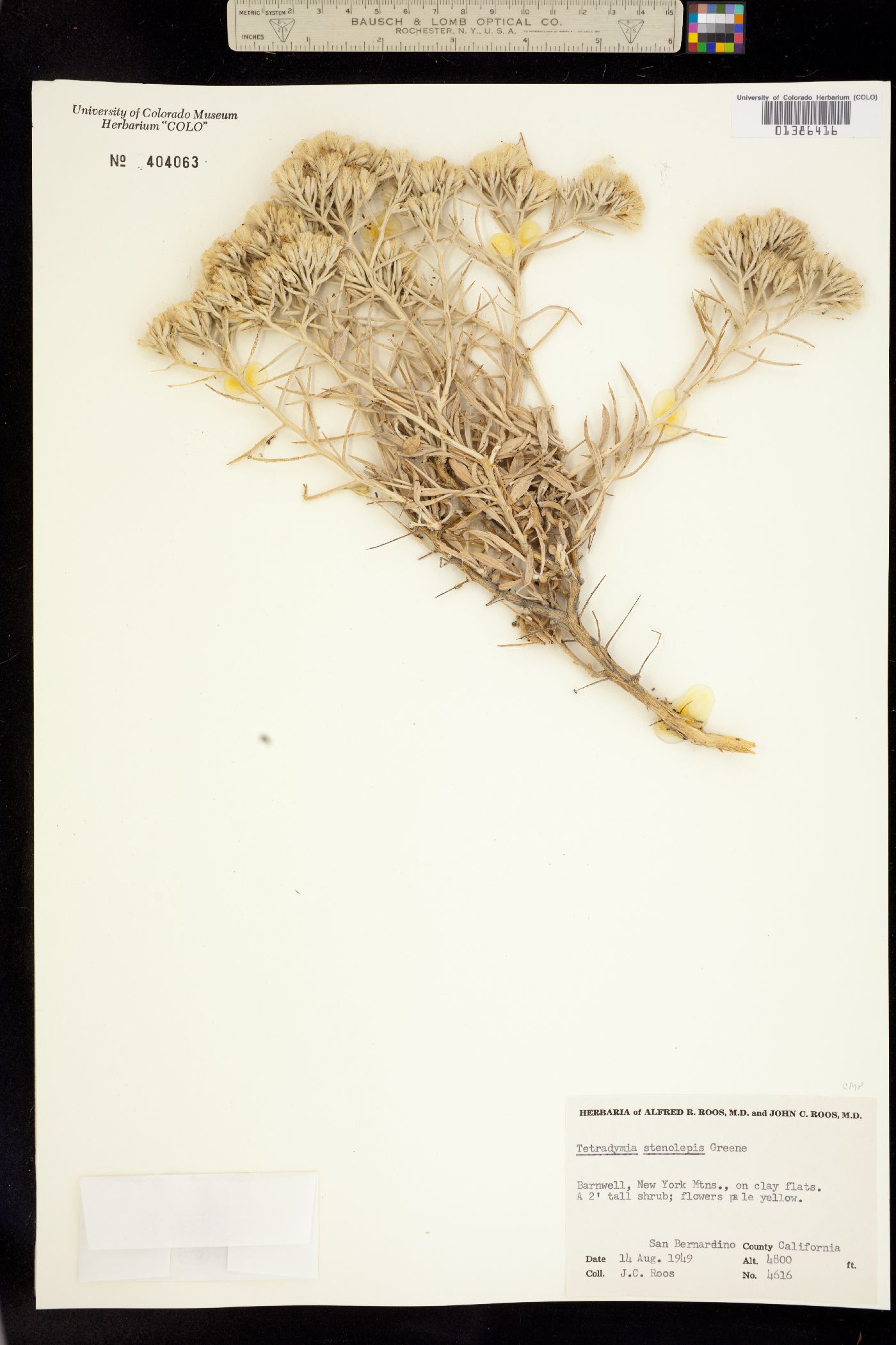 Tetradymia stenolepis image