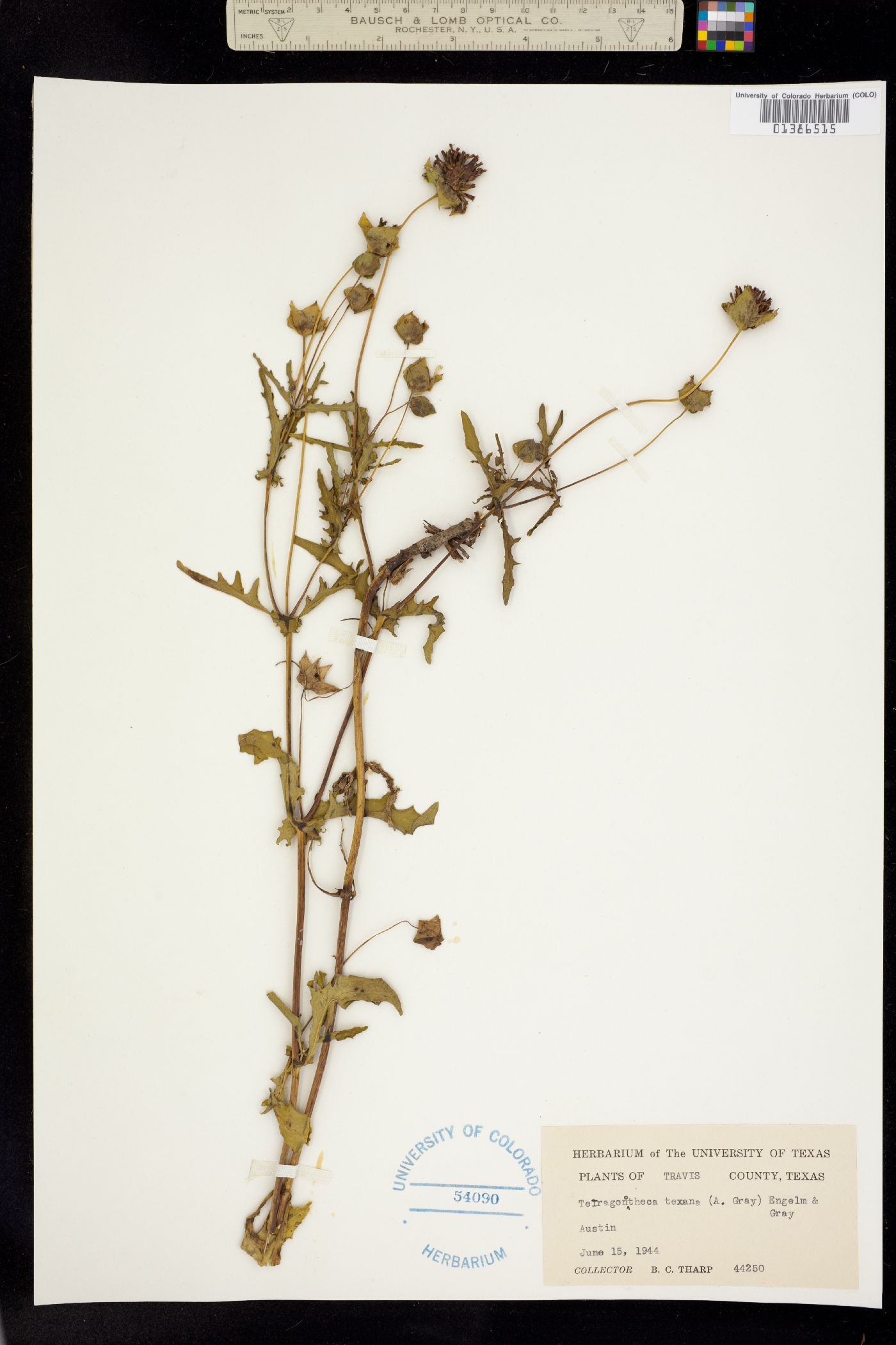 Tetragonotheca texana image