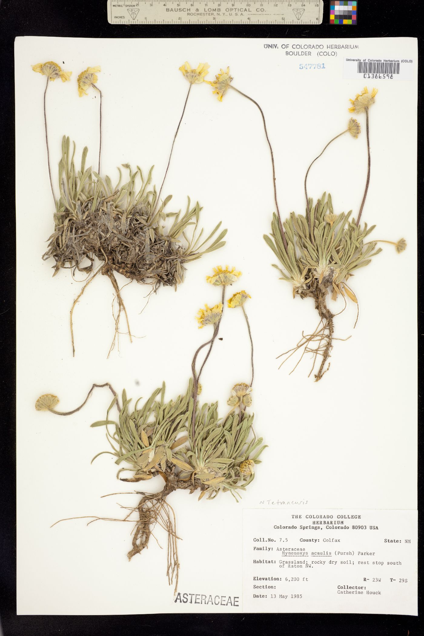 Tetraneuris acaulis image